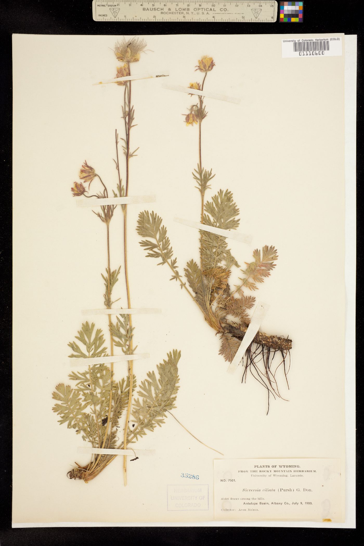 Geum triflorum var. triflorum image