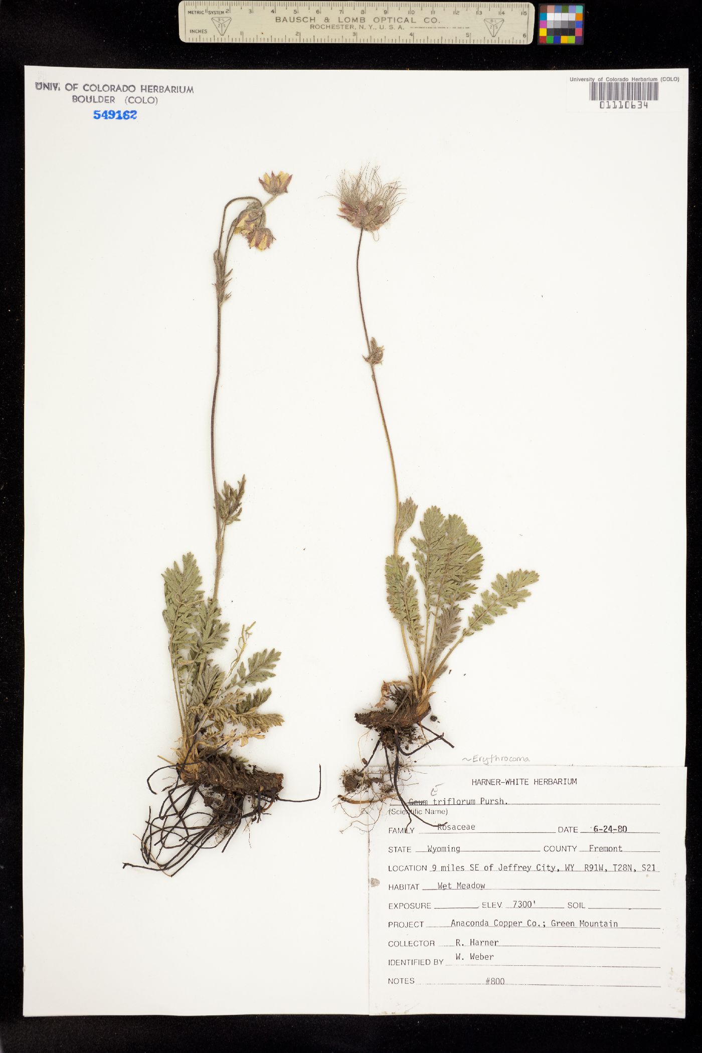 Geum triflorum image