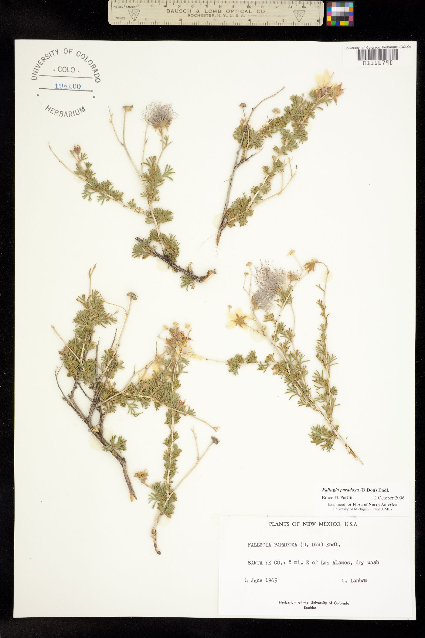 Fallugia paradoxa image