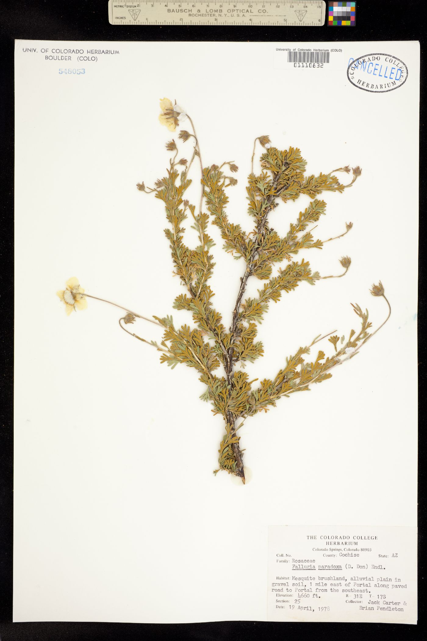 Fallugia paradoxa image