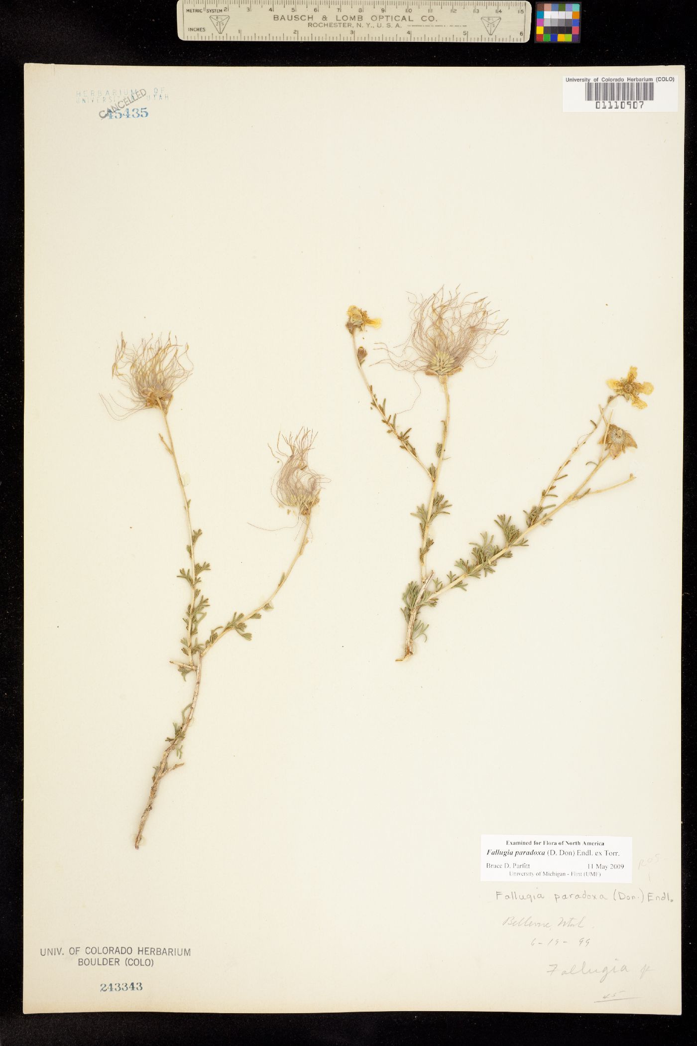 Fallugia paradoxa image