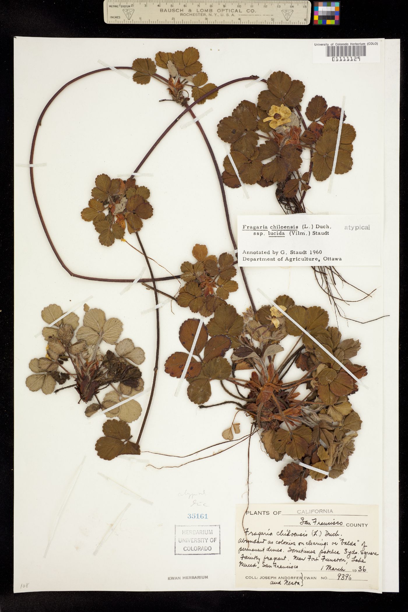 Fragaria chiloensis image