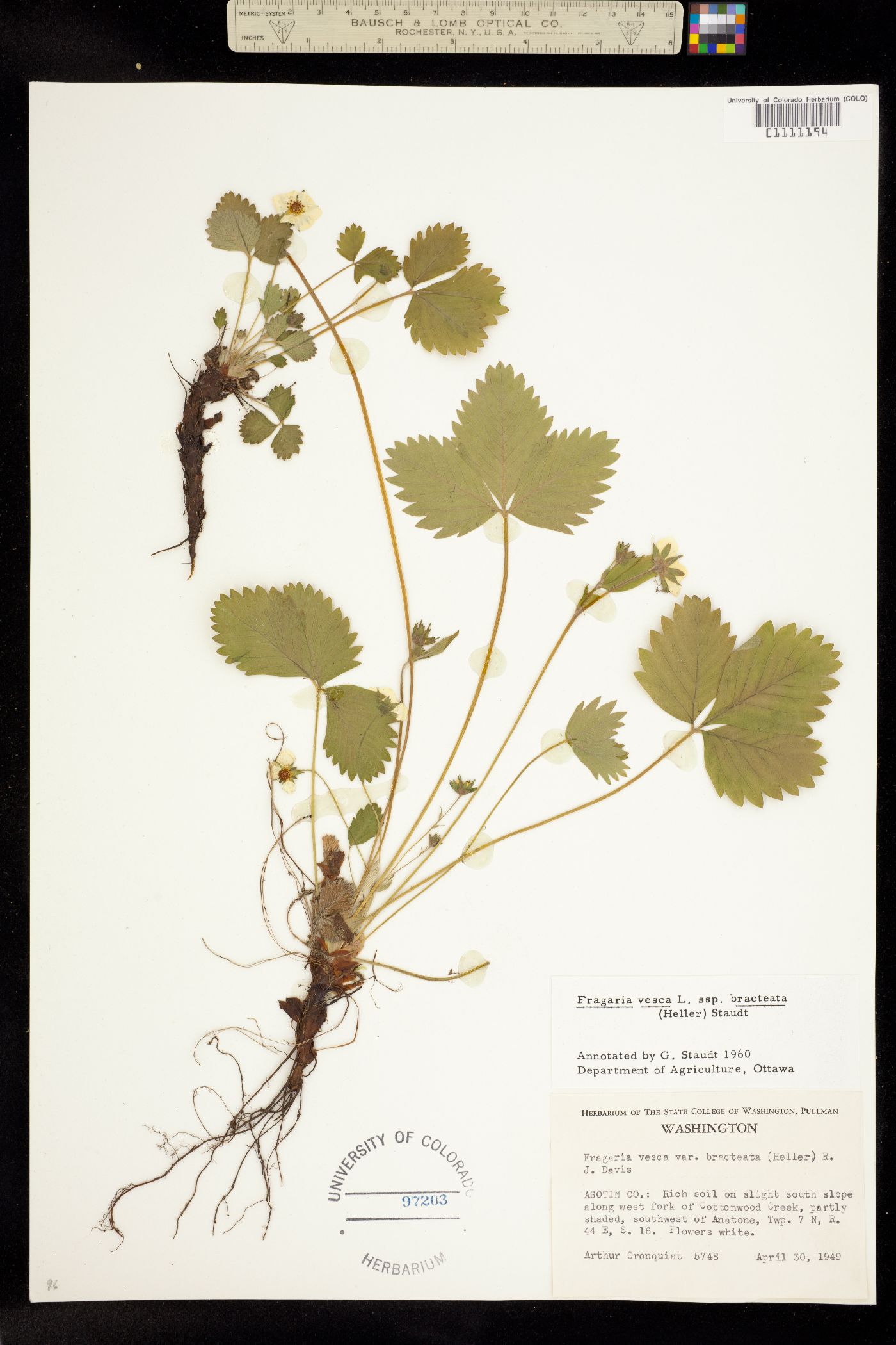 Fragaria vesca image