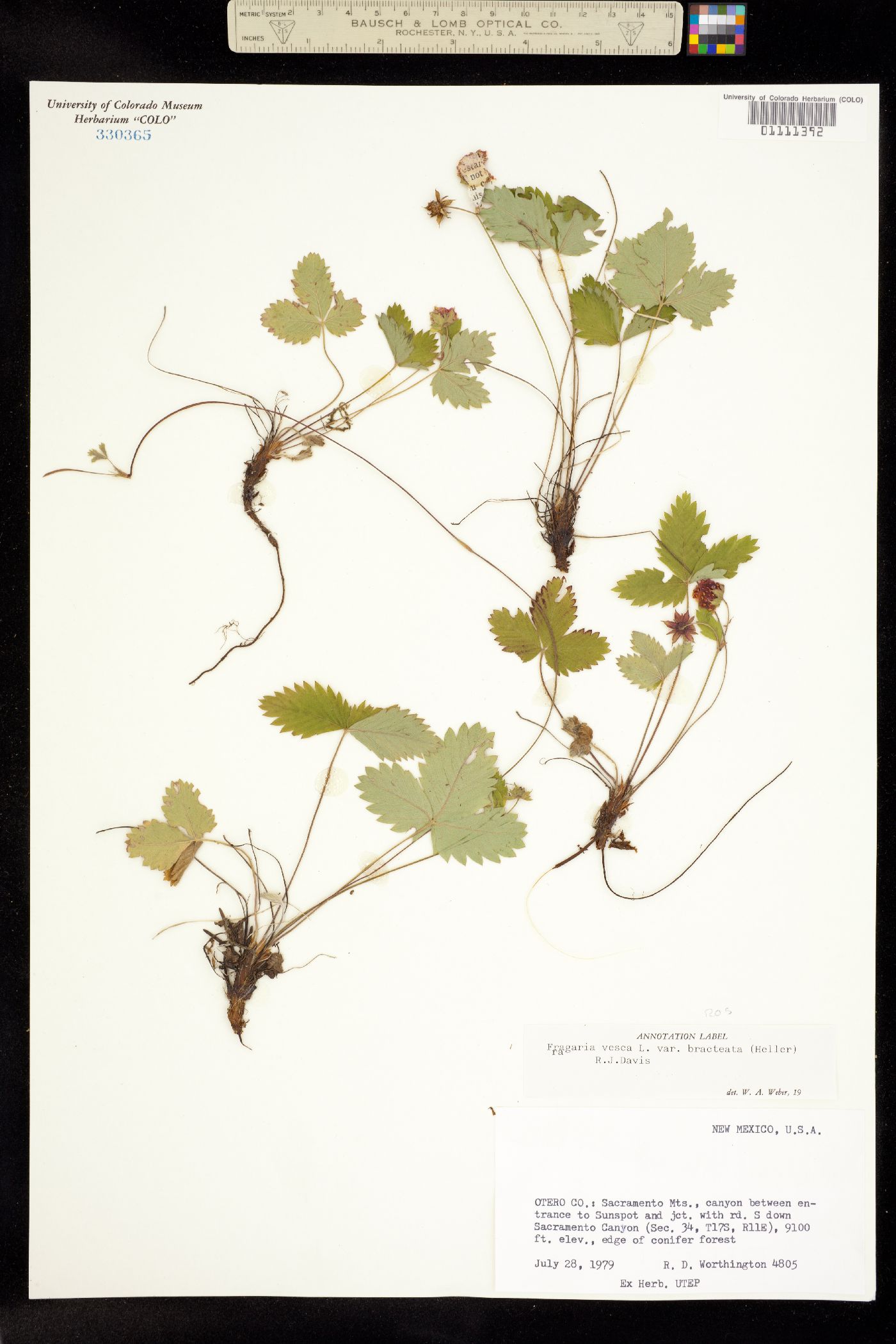 Fragaria vesca image