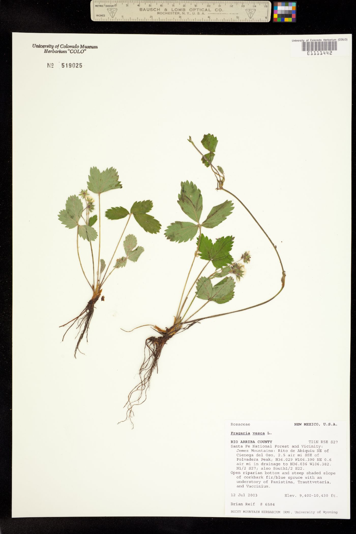 Fragaria vesca image