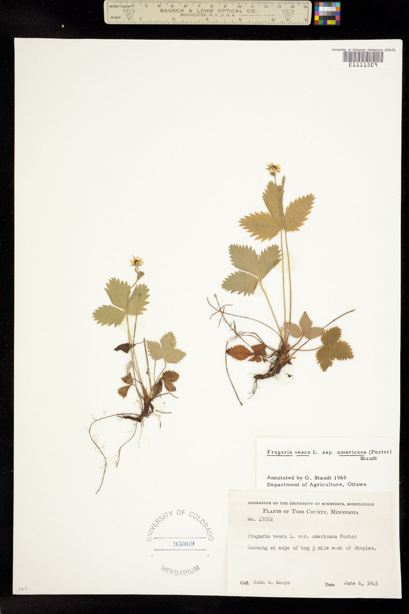 Fragaria vesca image