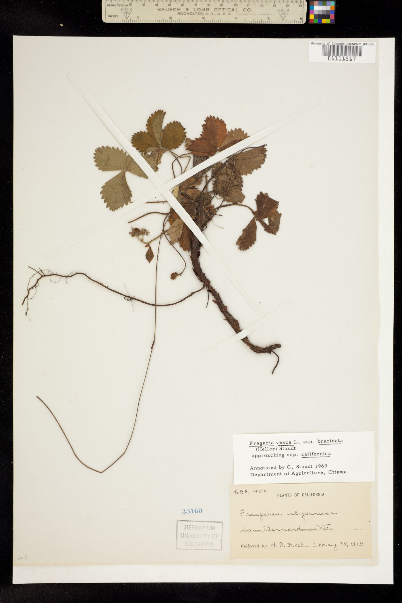 Fragaria vesca image