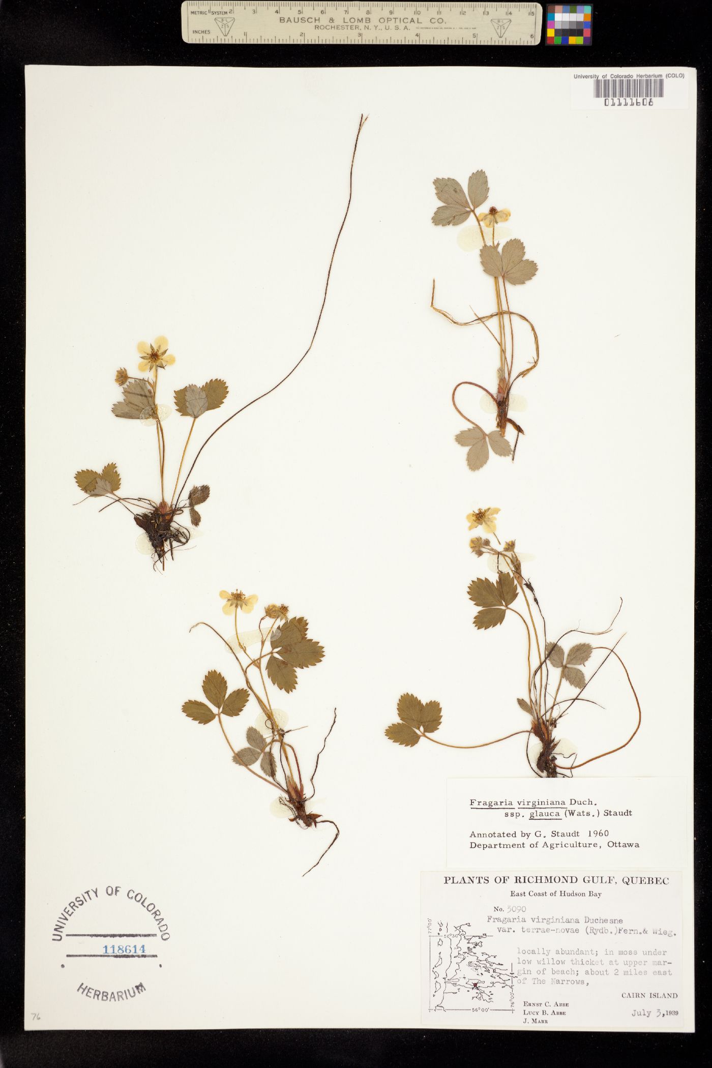 Fragaria virginiana image