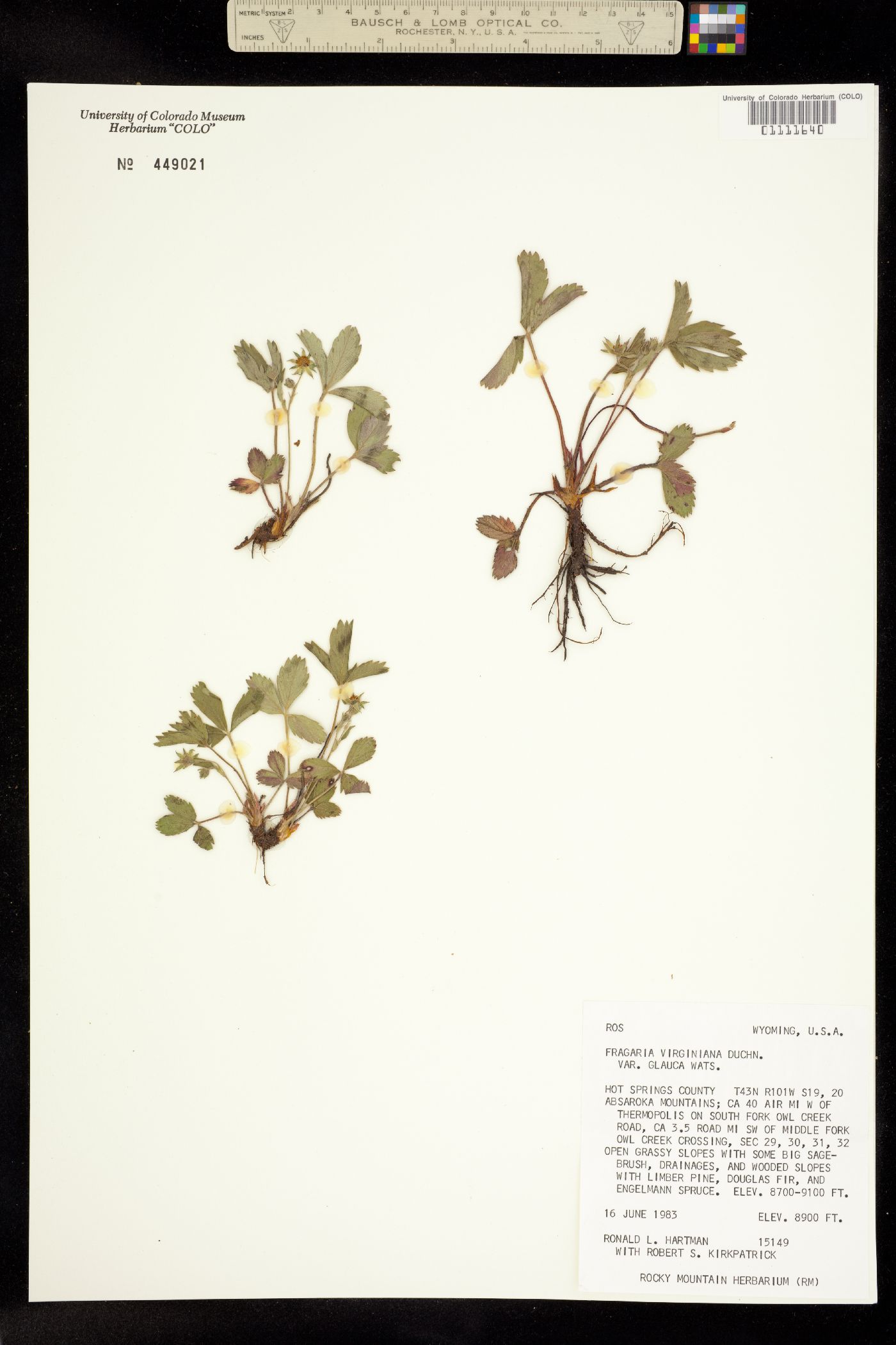 Fragaria virginiana ssp. glauca image