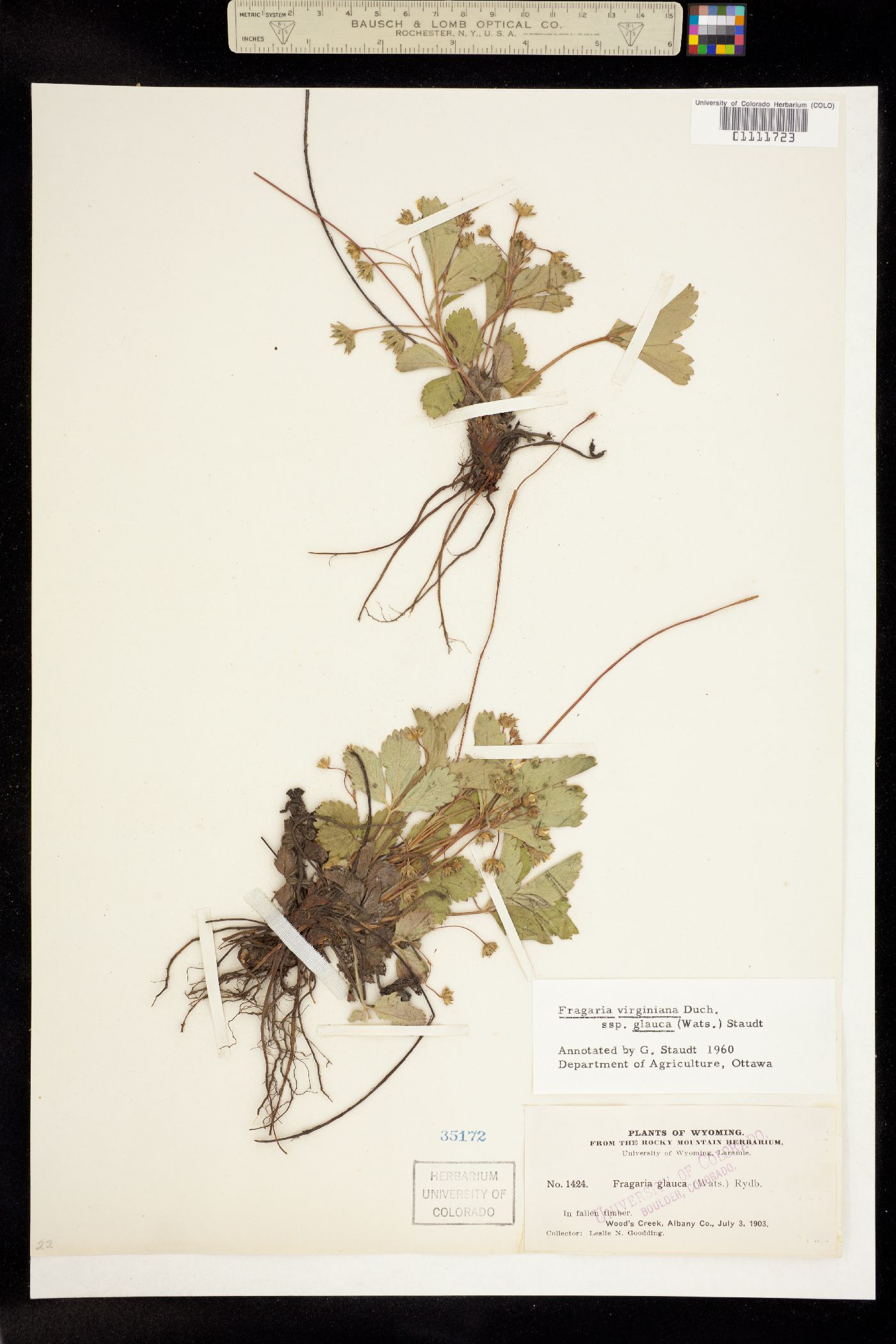 Fragaria virginiana ssp. glauca image