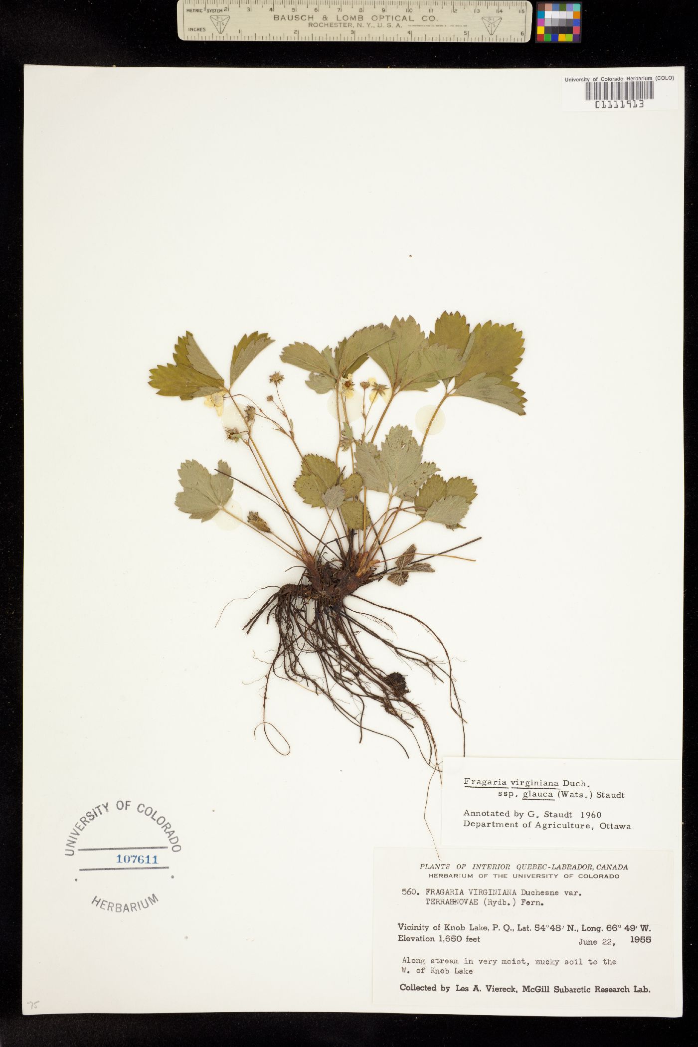 Fragaria virginiana image