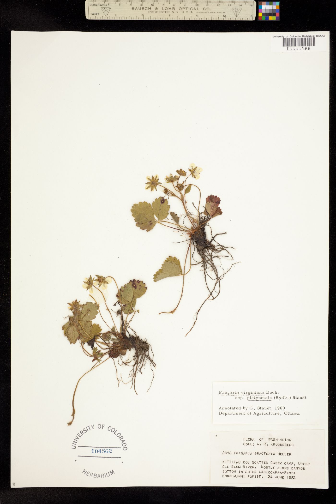 Fragaria virginiana image