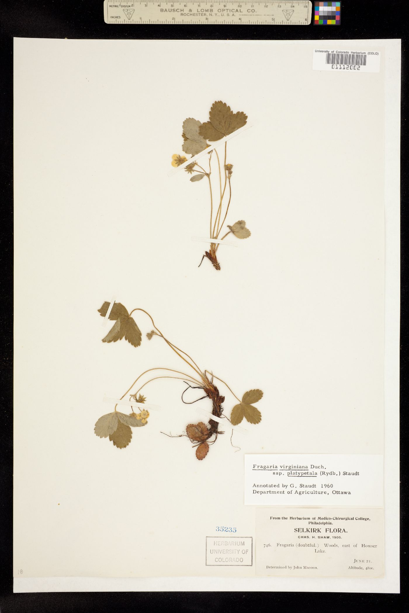 Fragaria virginiana image