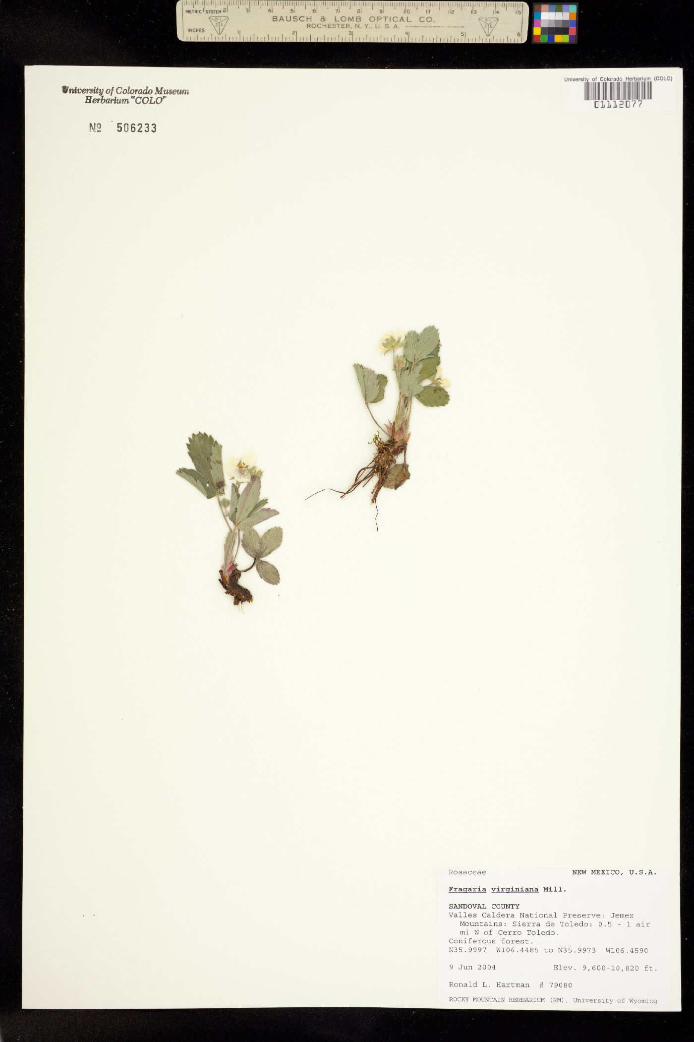 Fragaria virginiana image