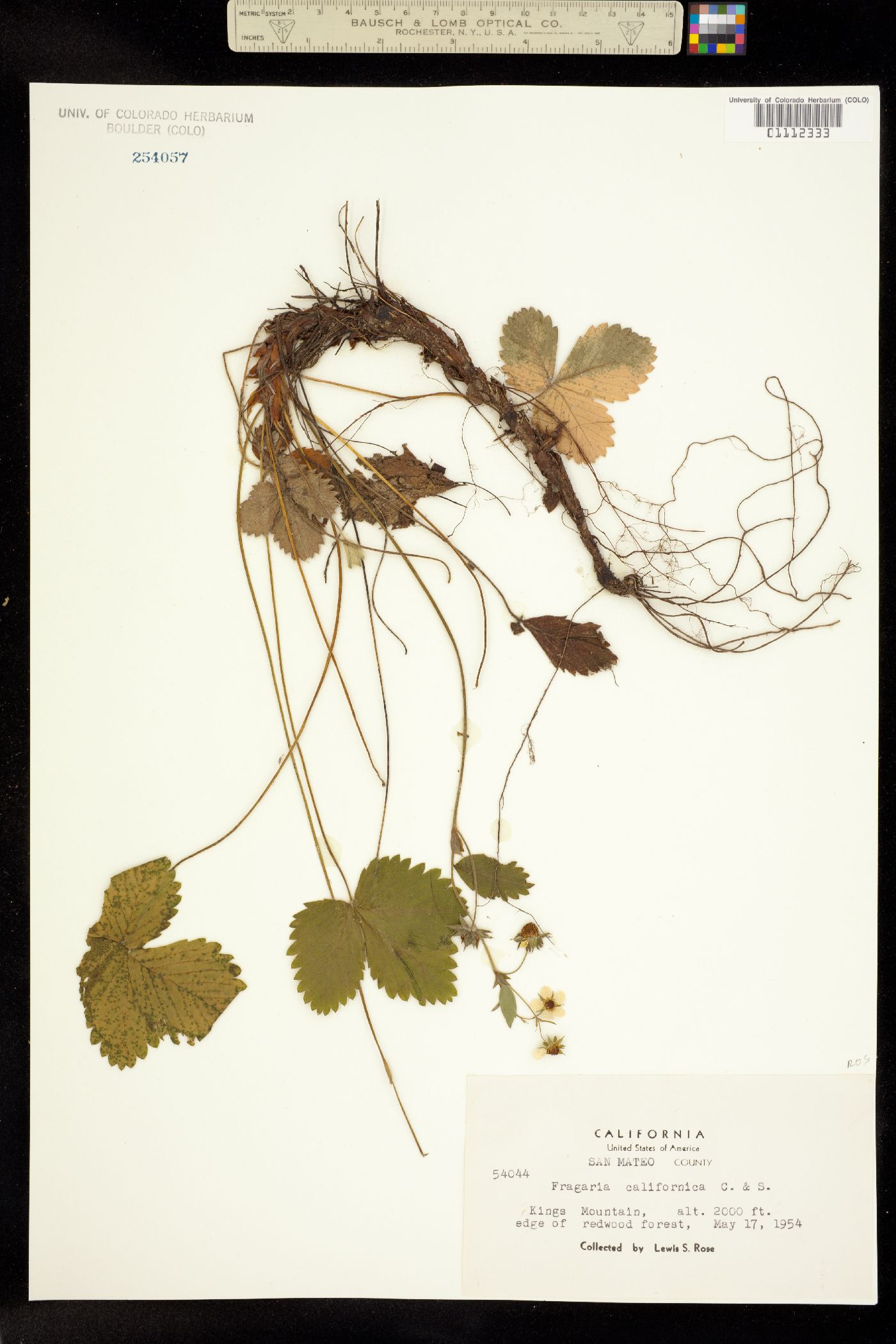 Fragaria vesca ssp. californica image