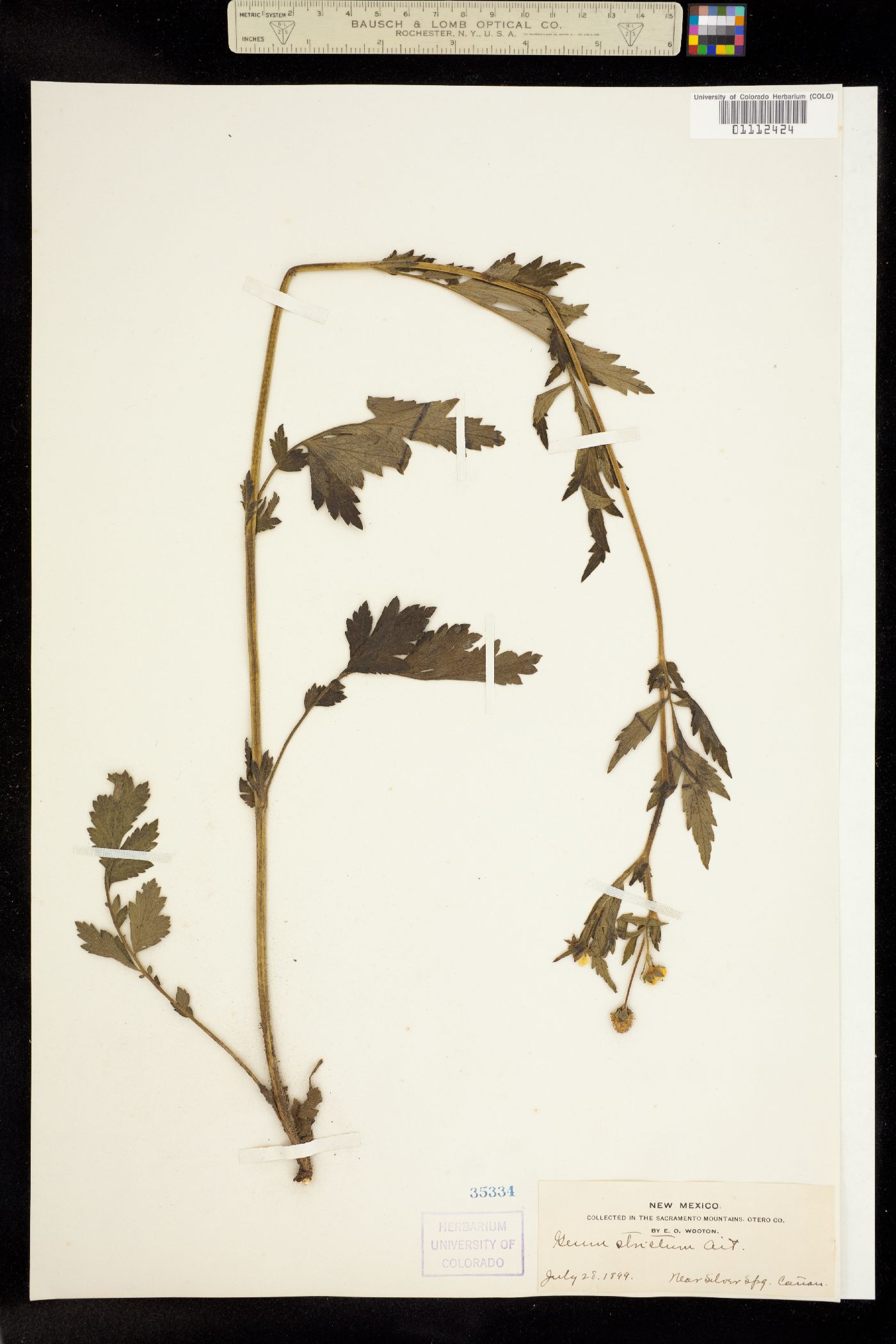 Geum aleppicum image