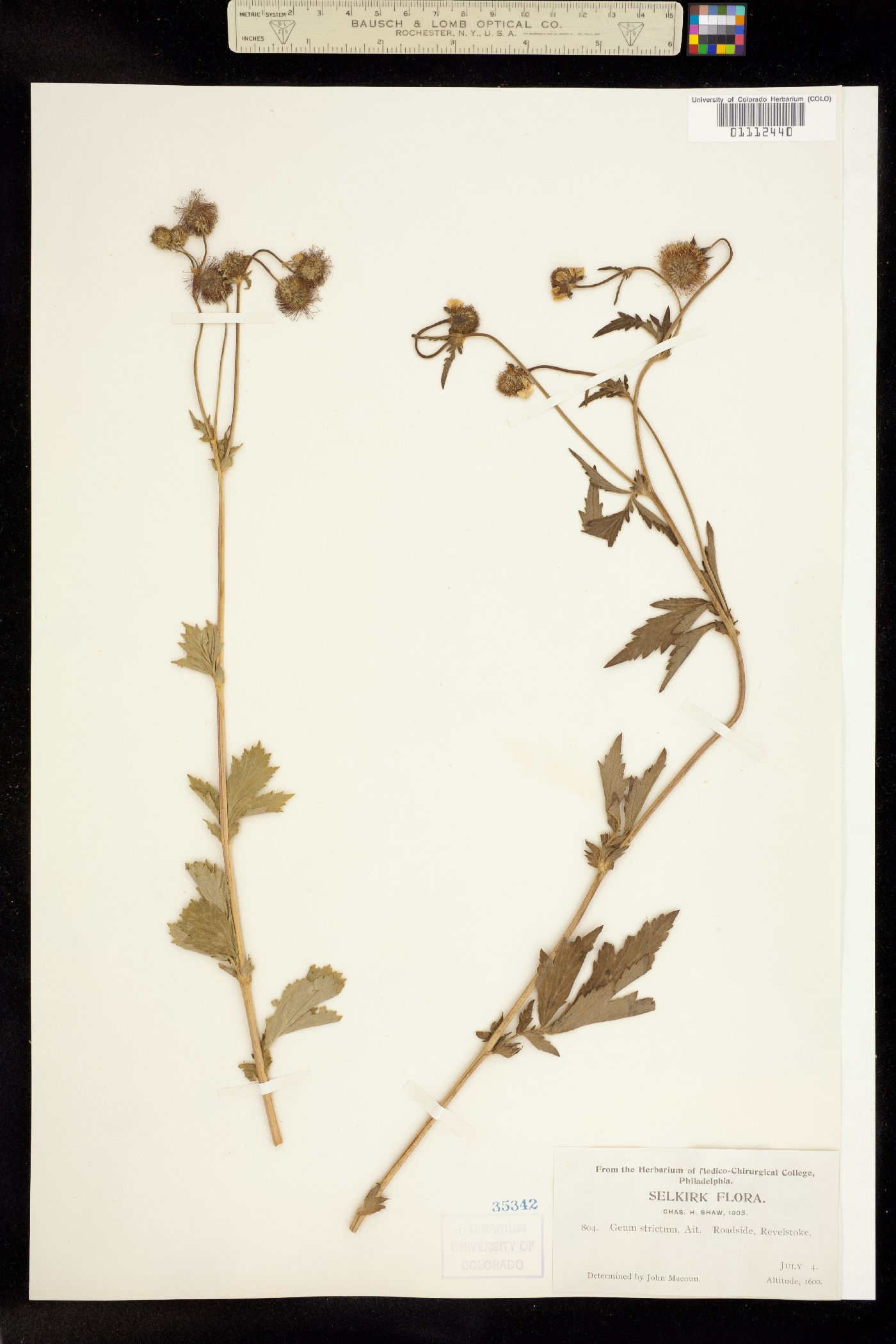 Geum aleppicum image