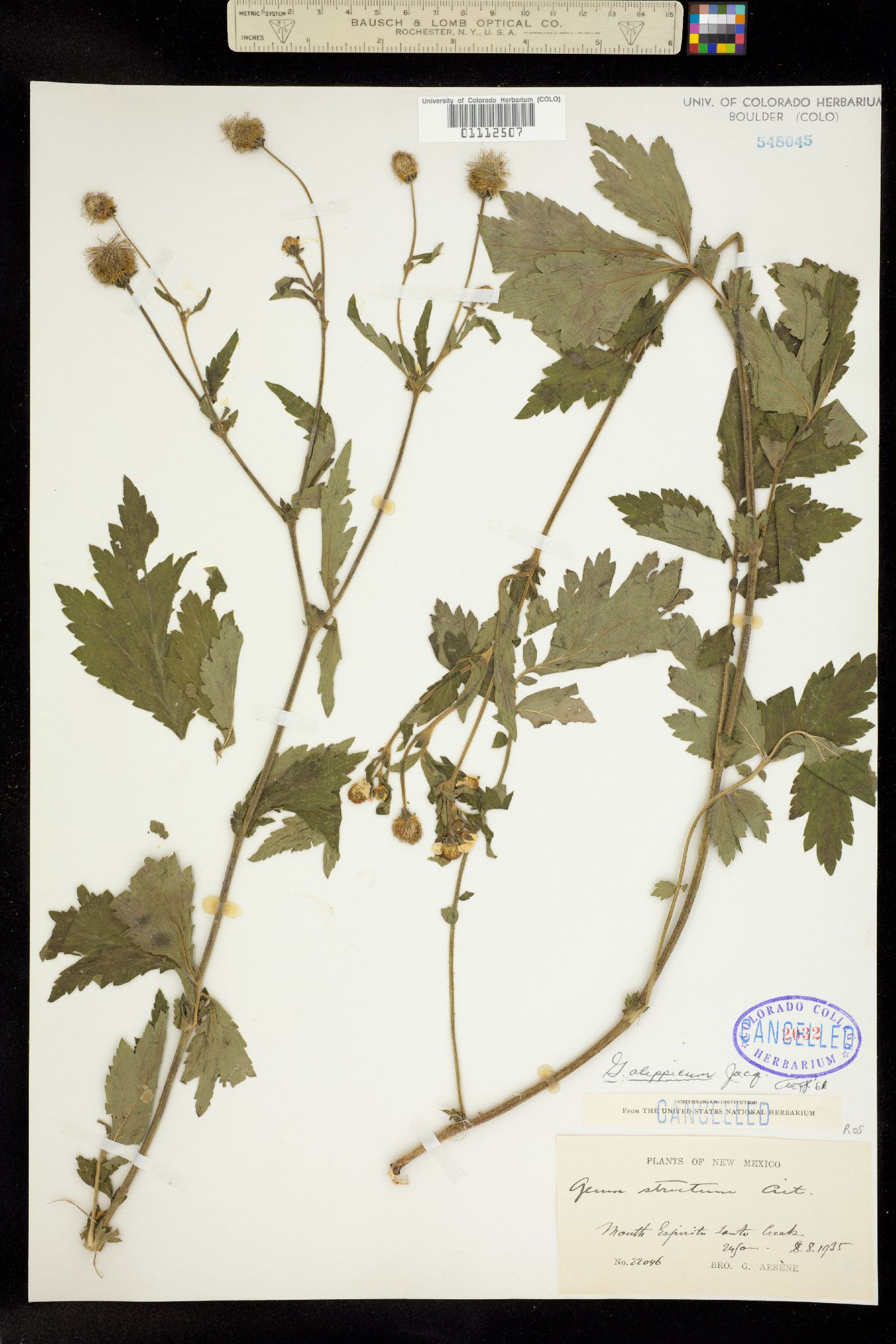 Geum aleppicum image