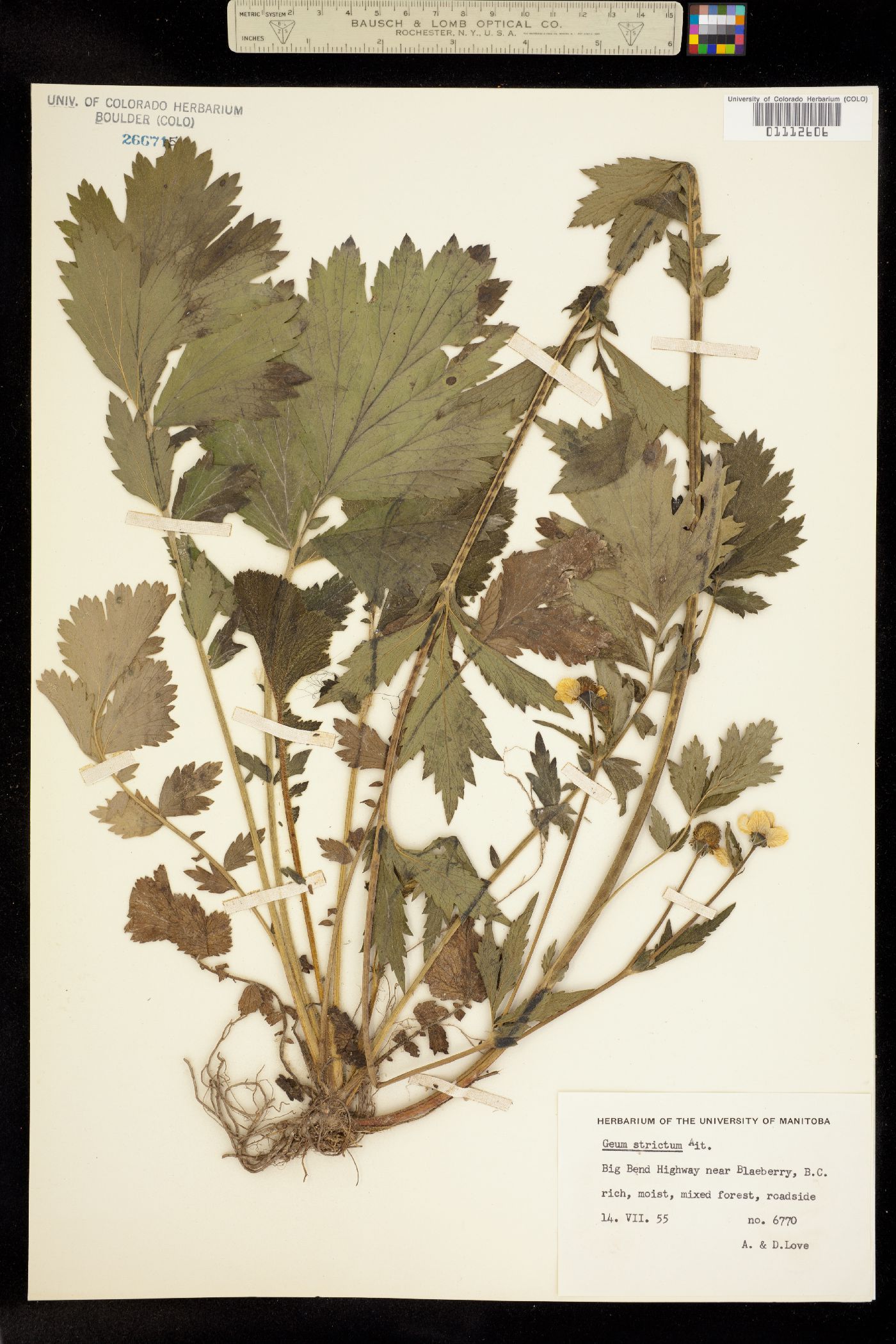 Geum aleppicum image