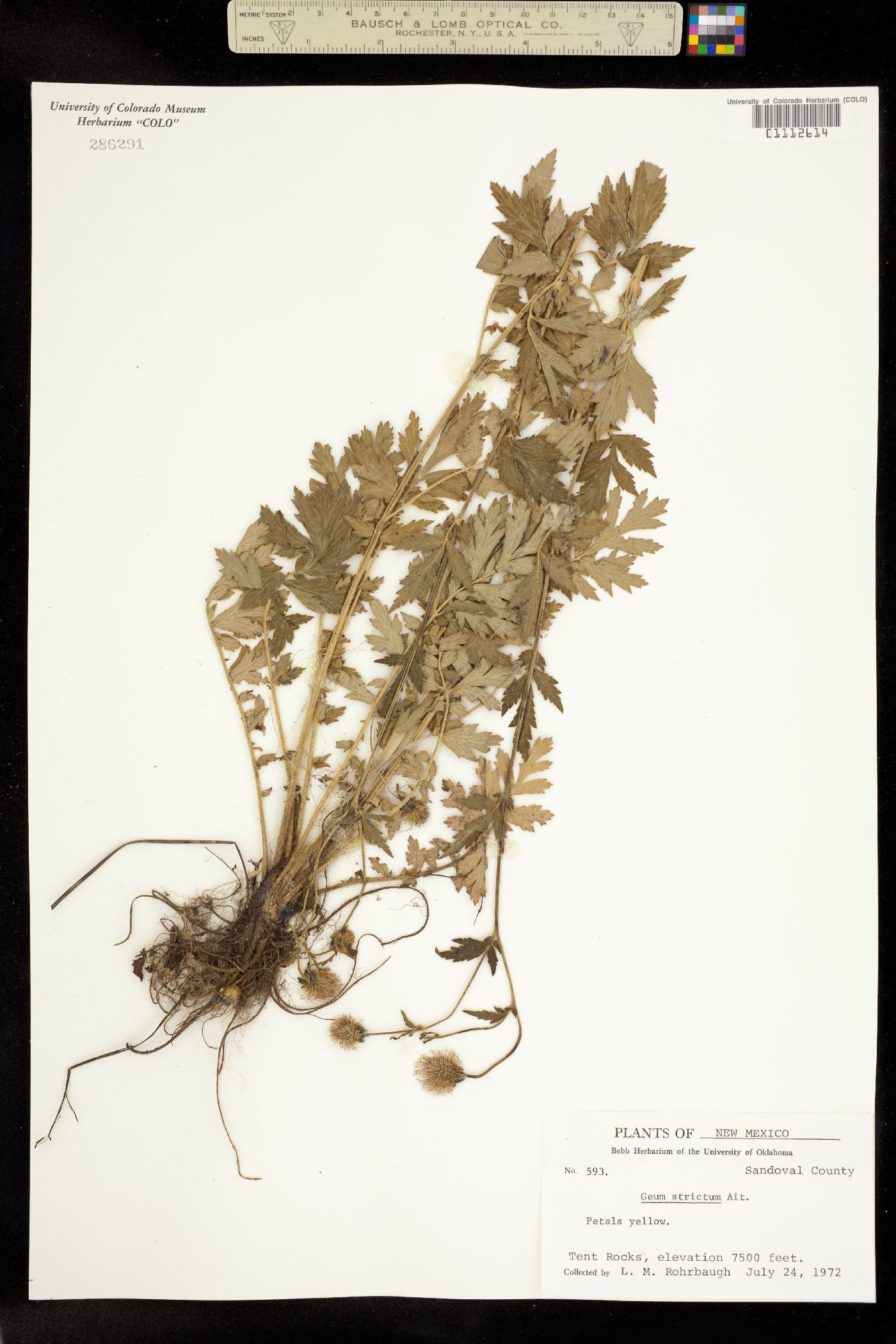 Geum aleppicum image