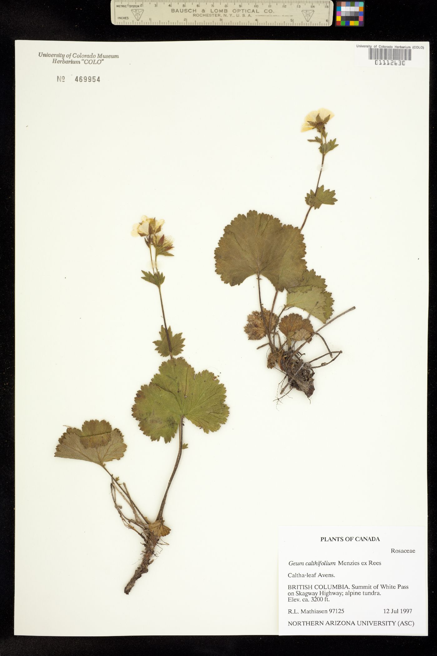 Geum calthifolium image