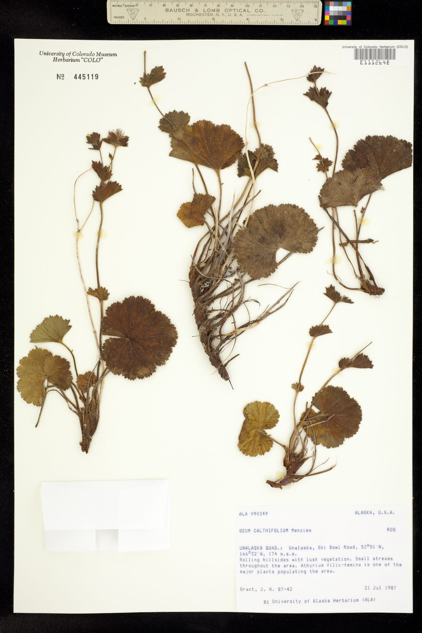 Geum calthifolium image
