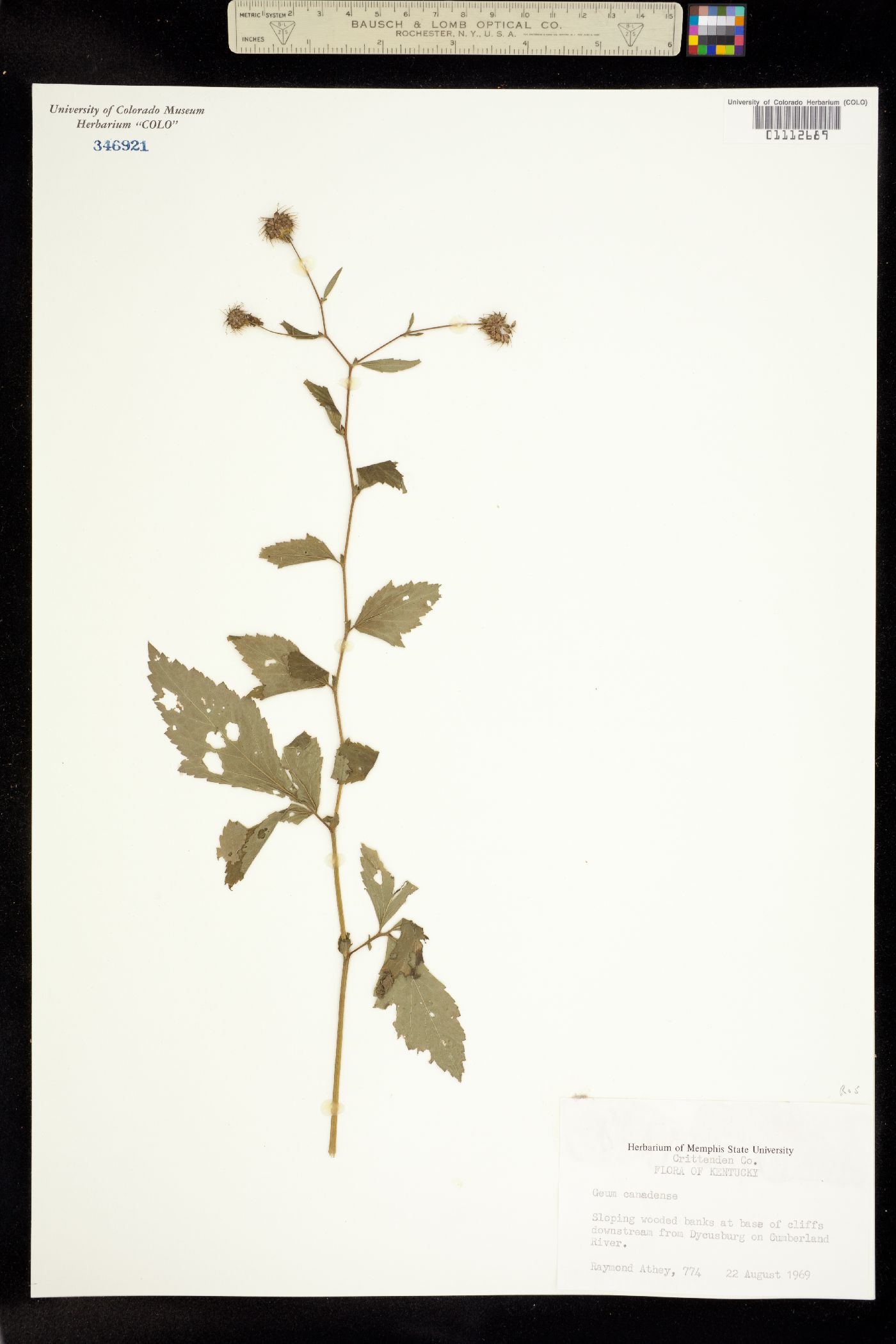 Geum canadense image