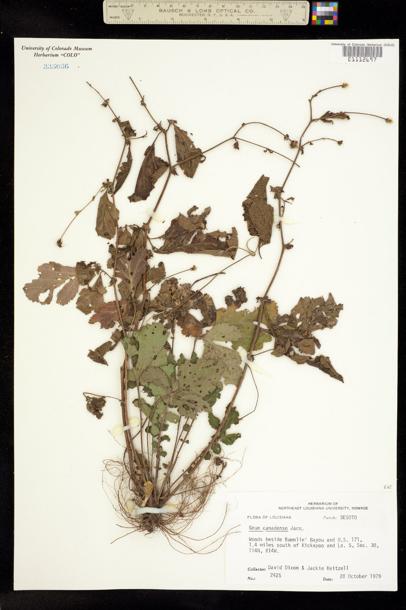 Geum canadense image