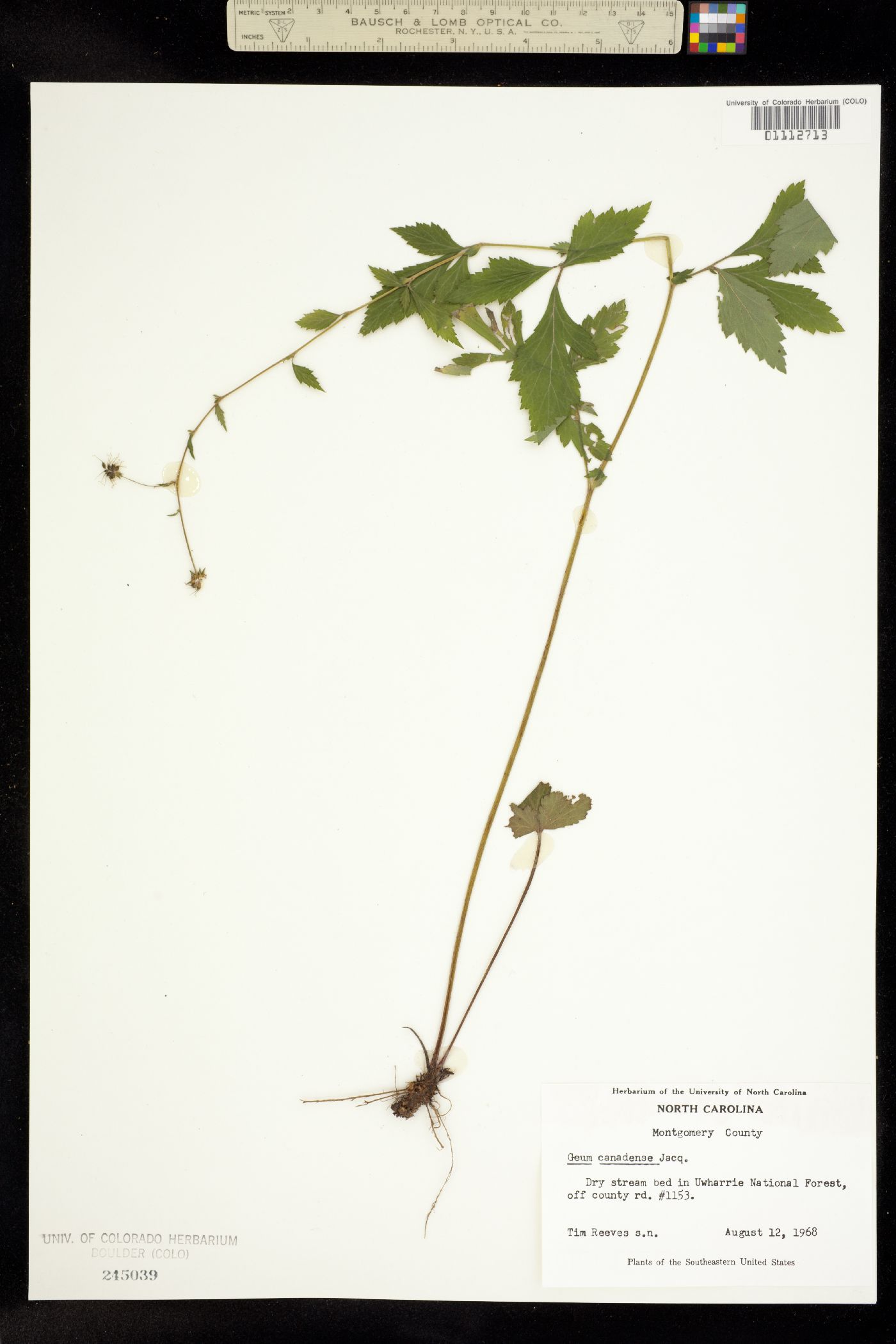 Geum canadense image