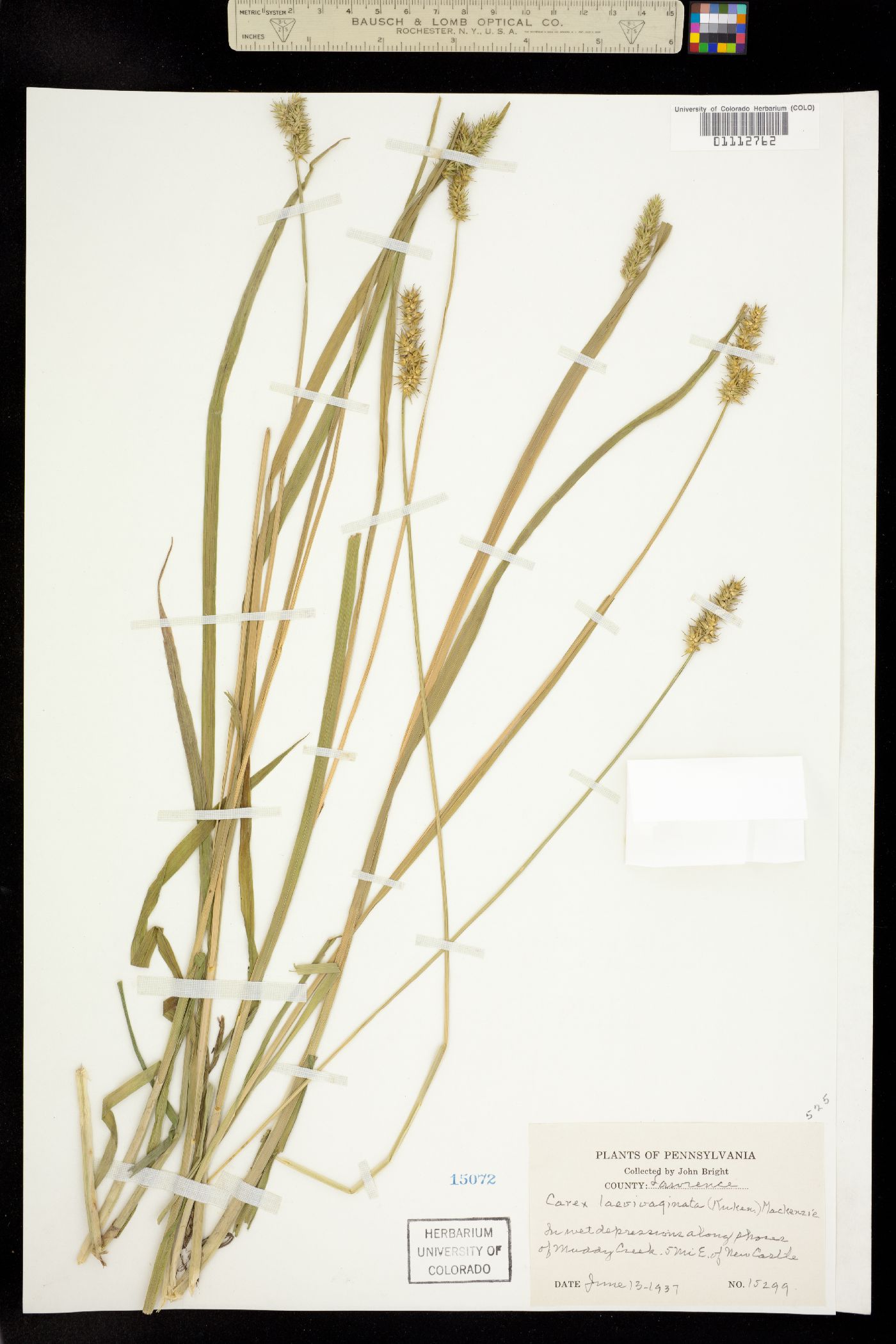 Carex laevivaginata image