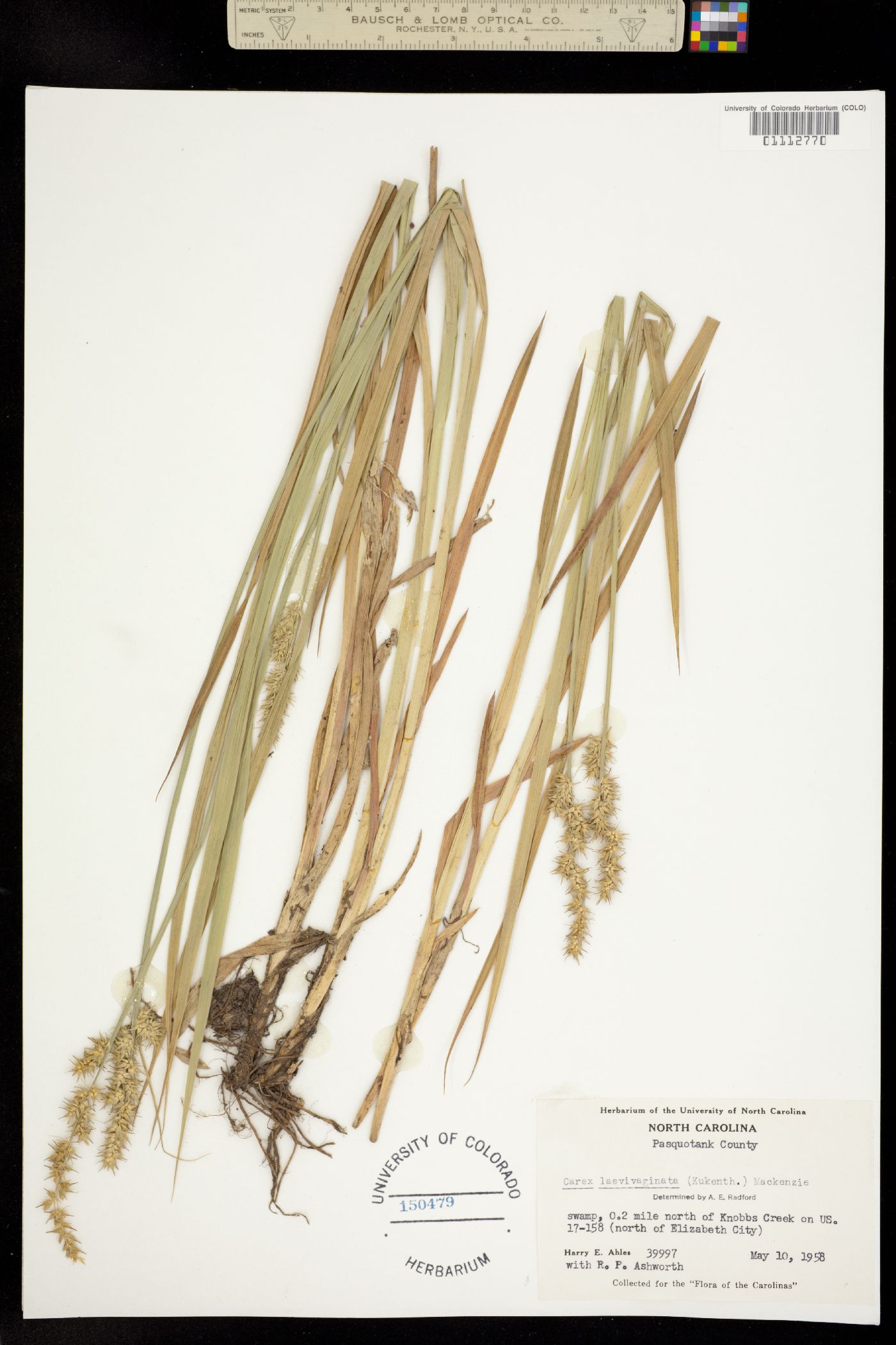 Carex laevivaginata image