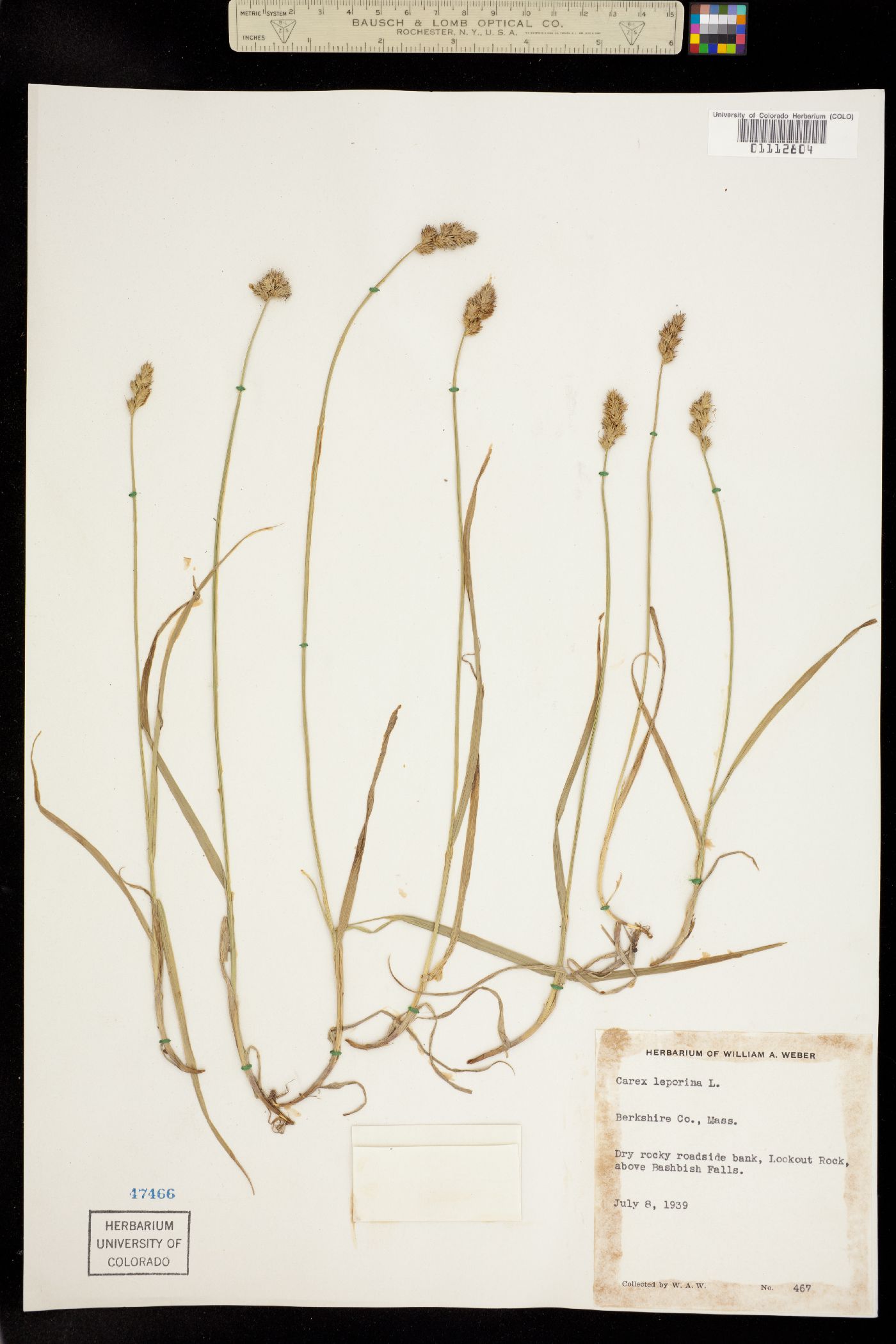 Carex ovalis image