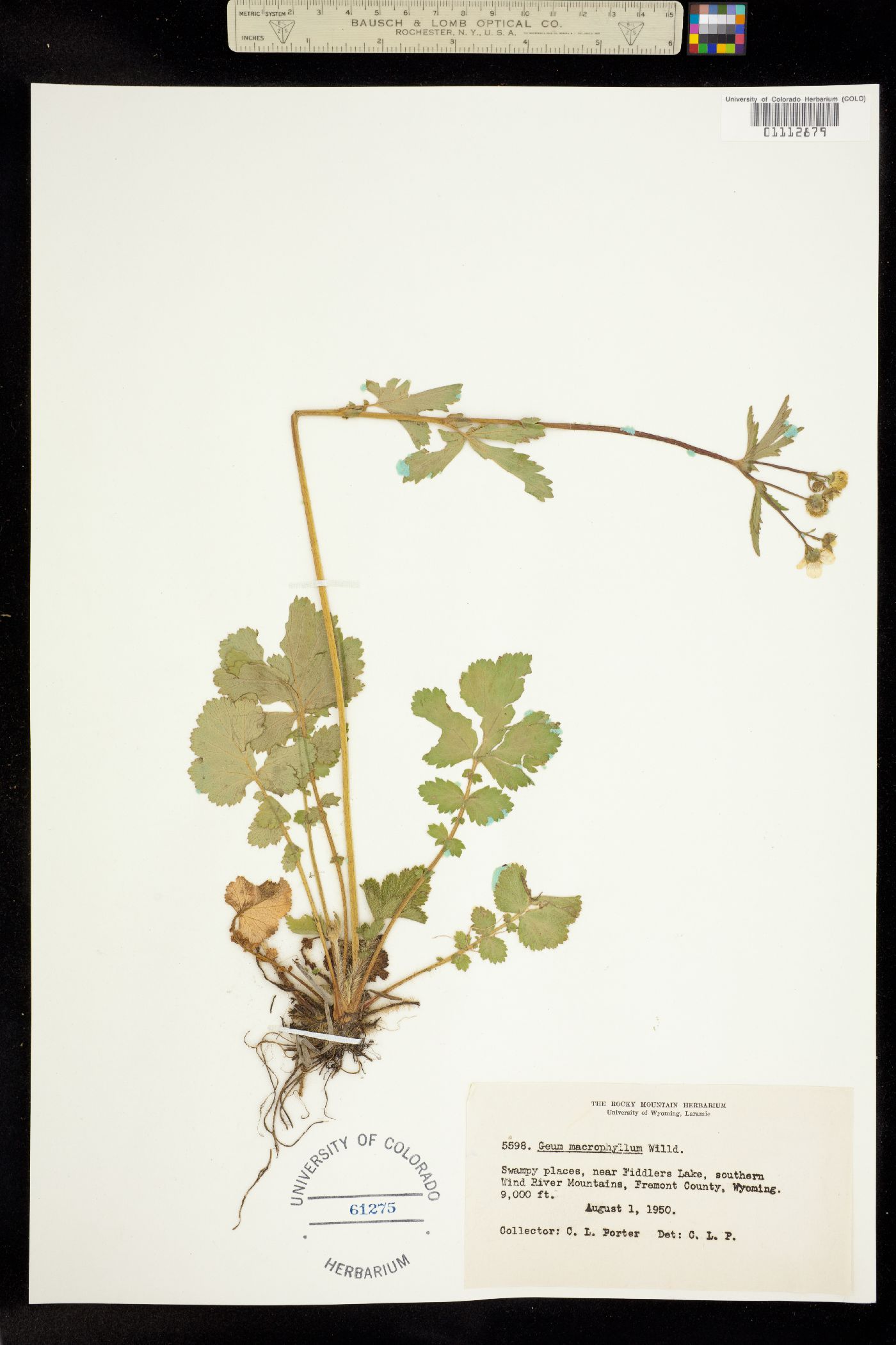 Geum image