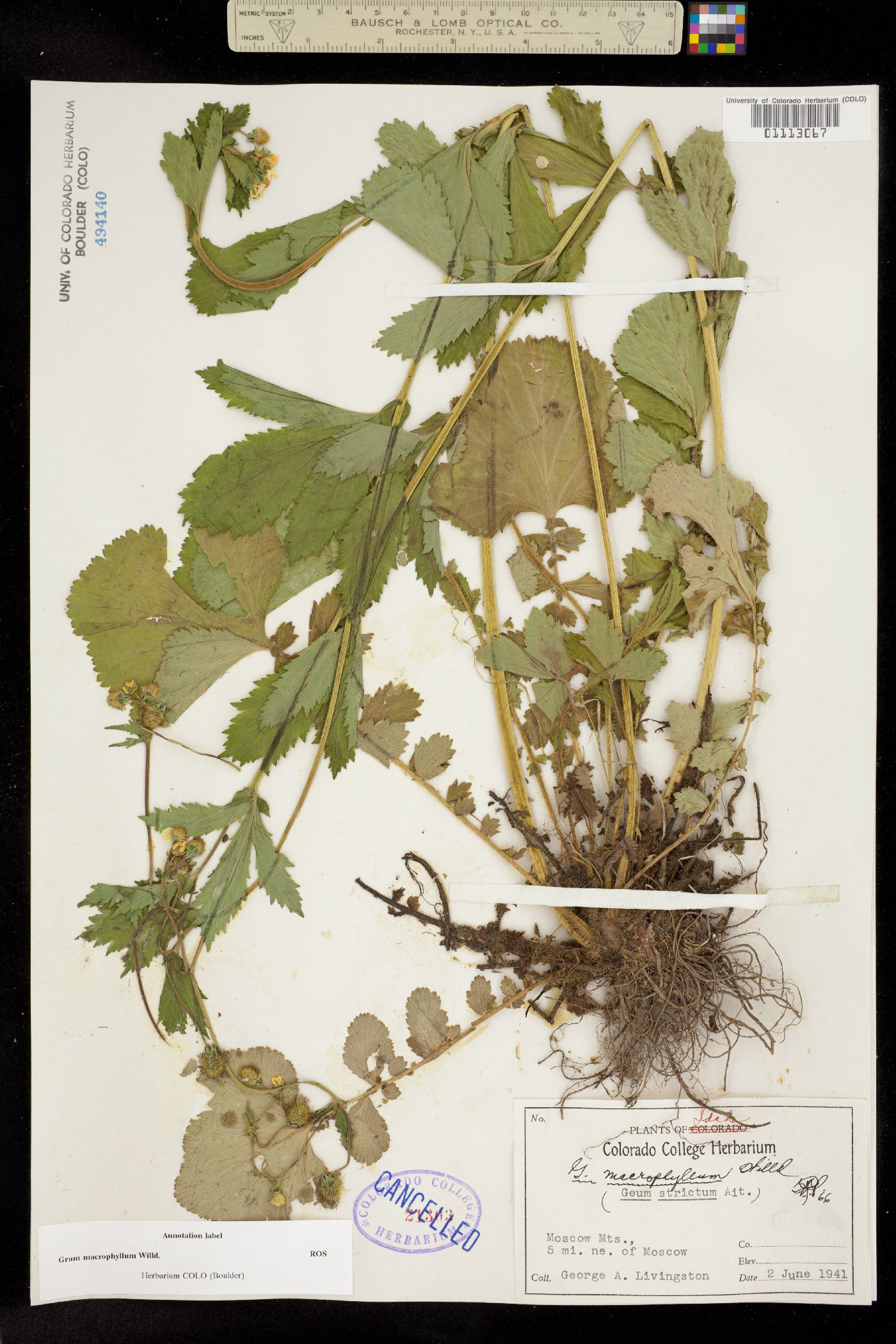 Geum macrophyllum image