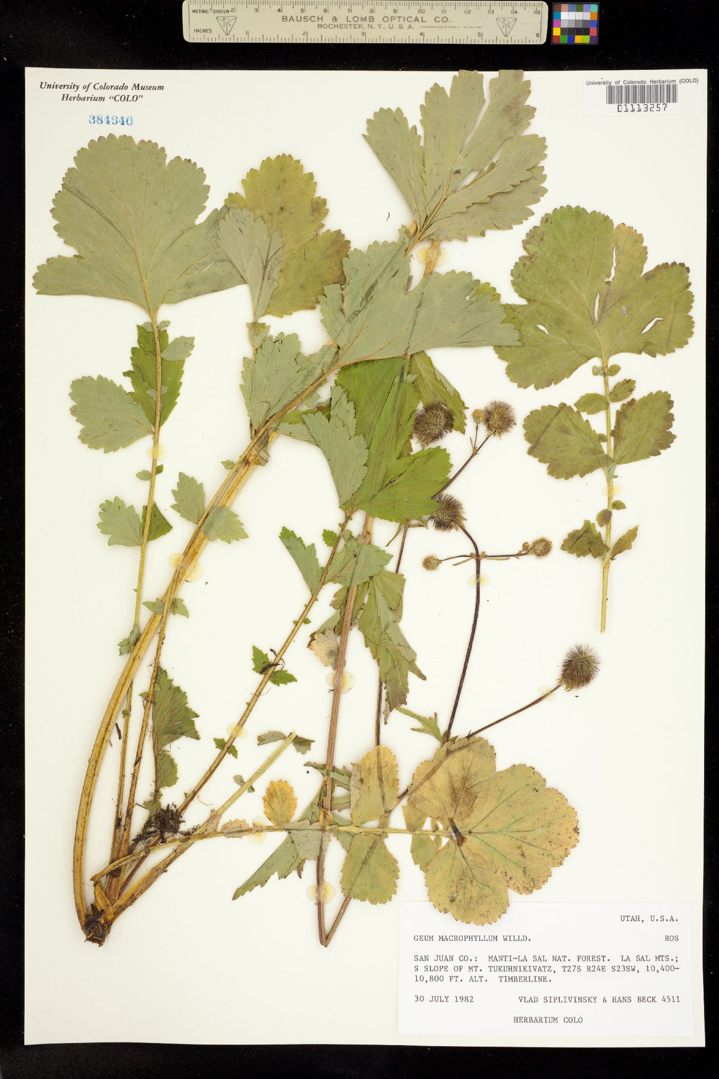 Geum macrophyllum image