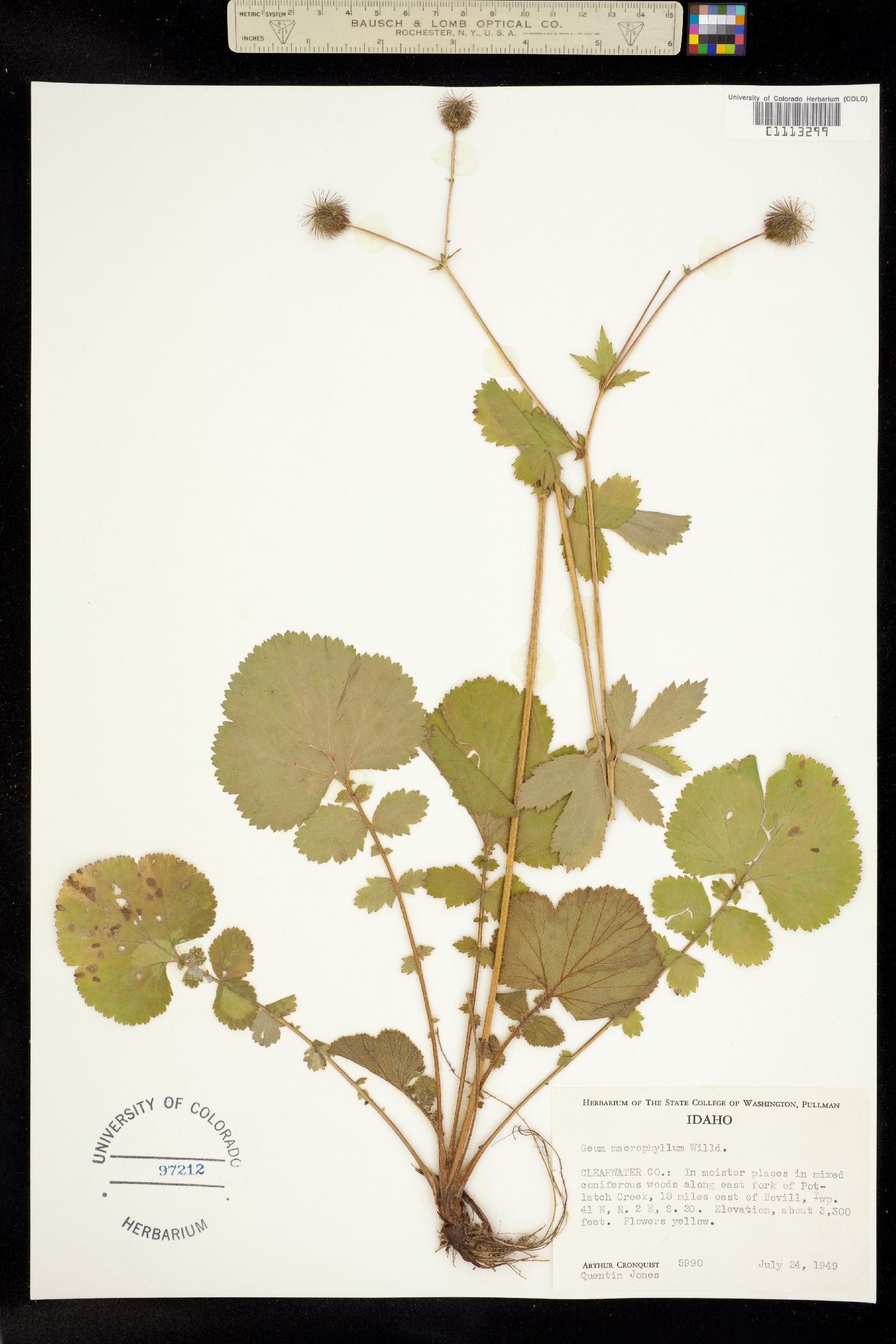 Geum macrophyllum image