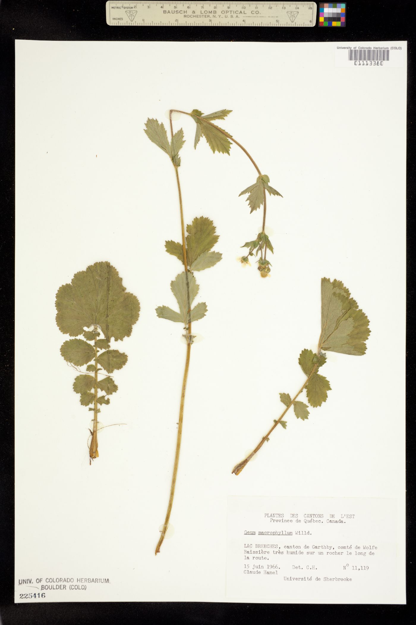 Geum macrophyllum image