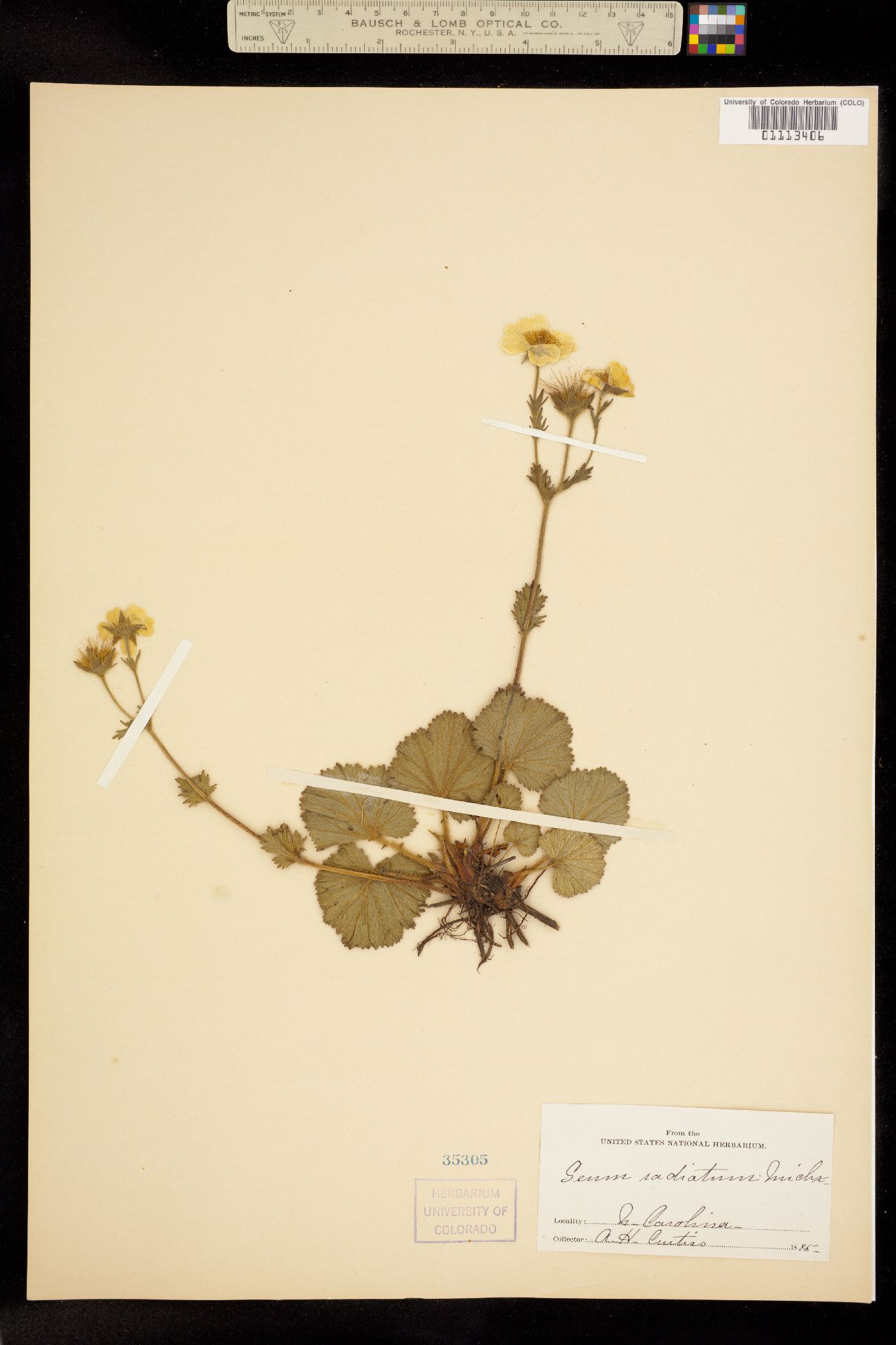 Geum radiatum image