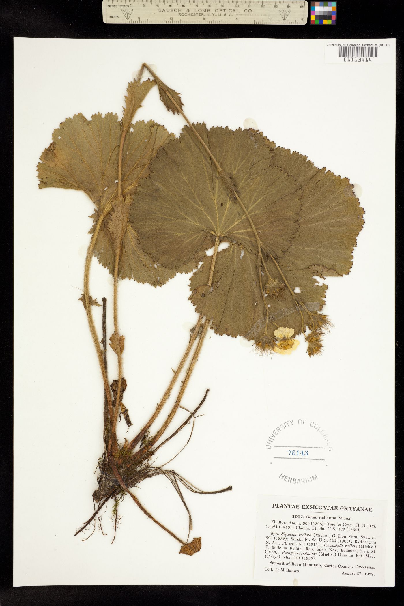 Geum radiatum image