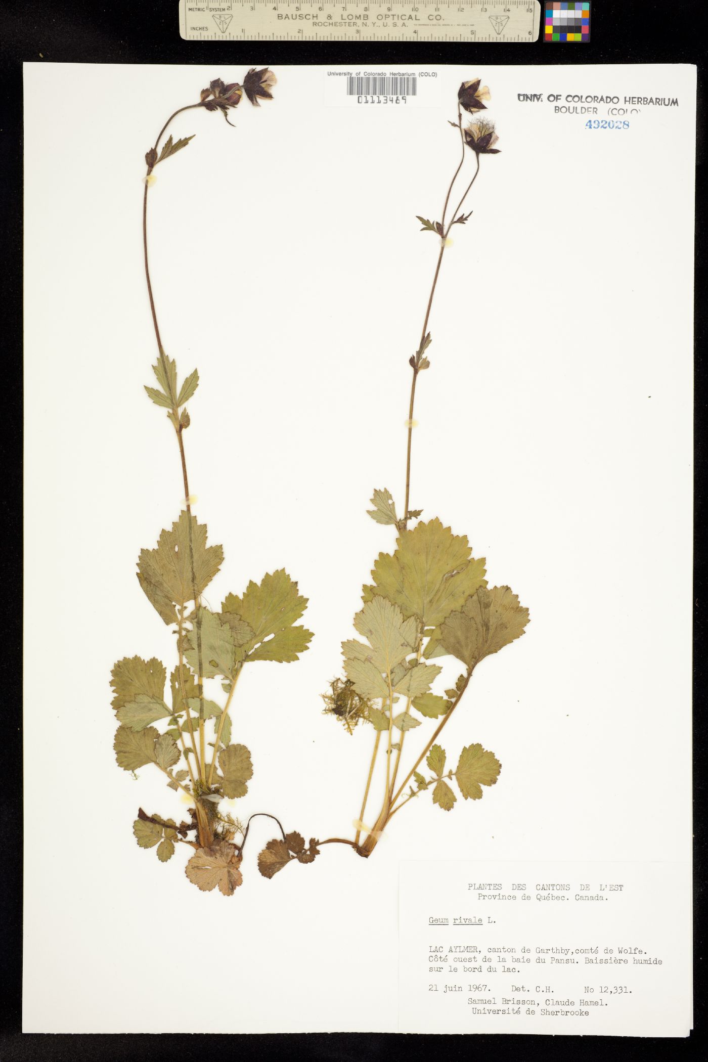 Geum rivale image