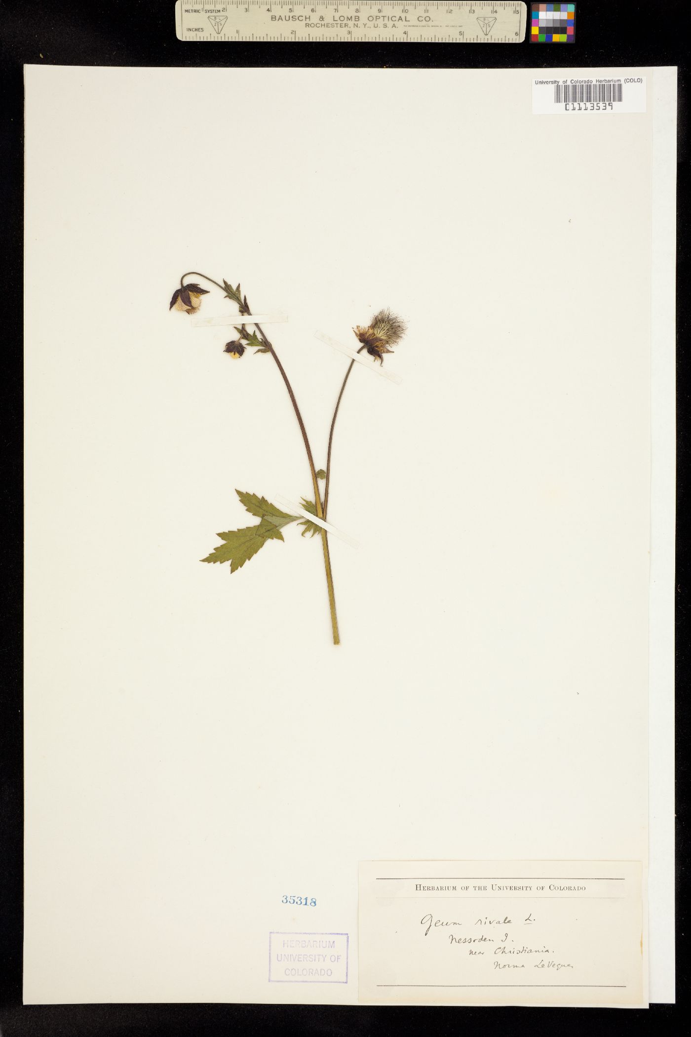 Geum rivale image