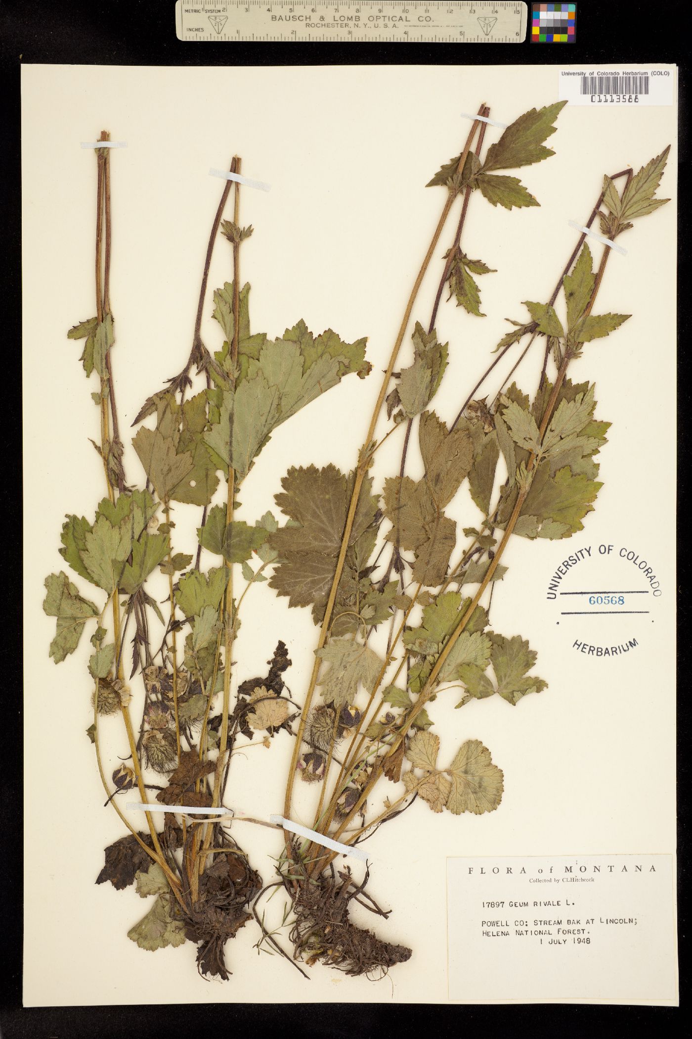 Geum rivale image