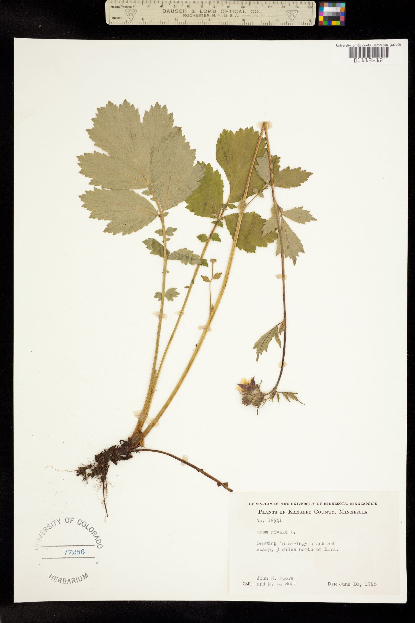 Geum rivale image