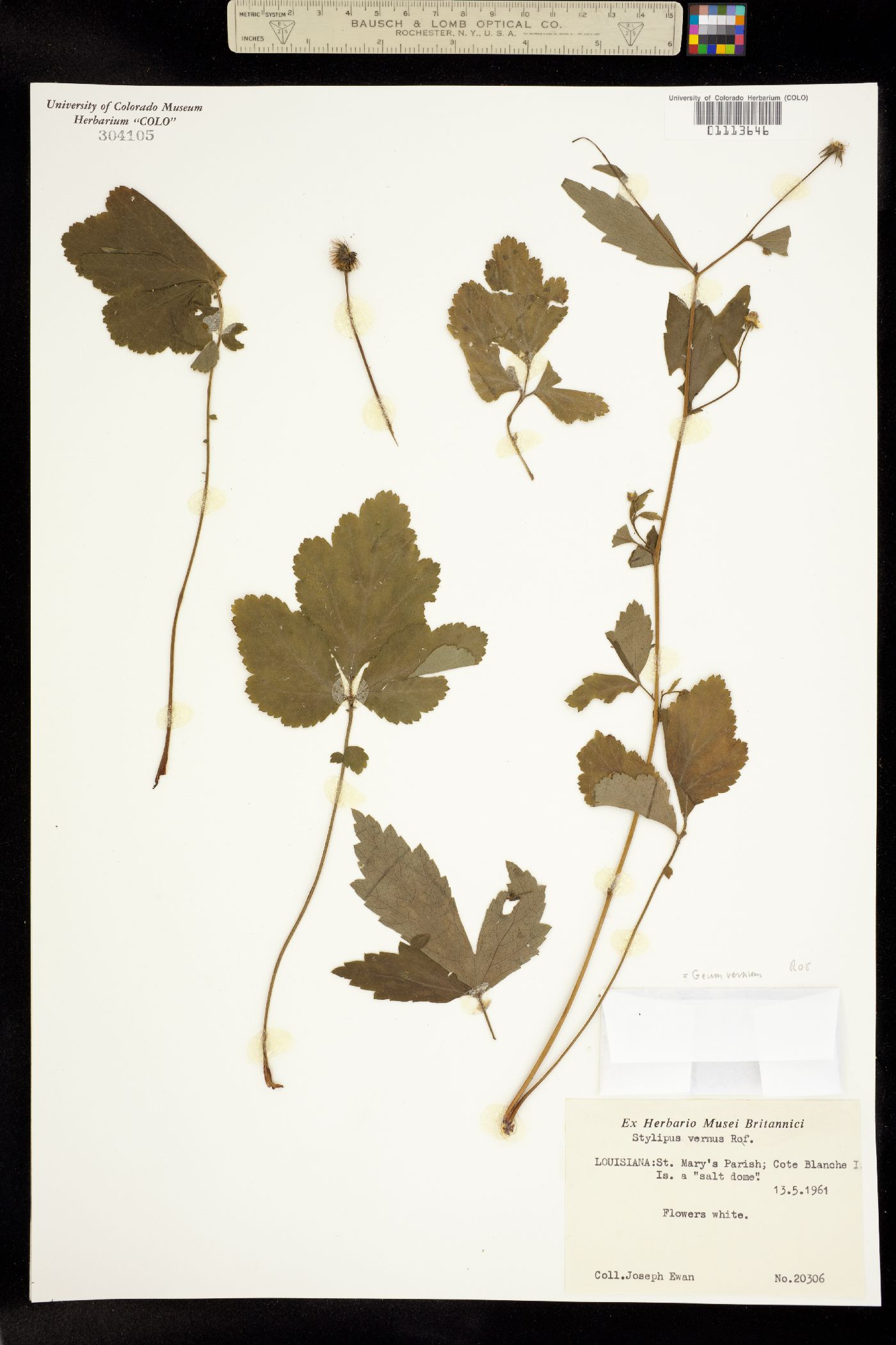 Geum vernum image