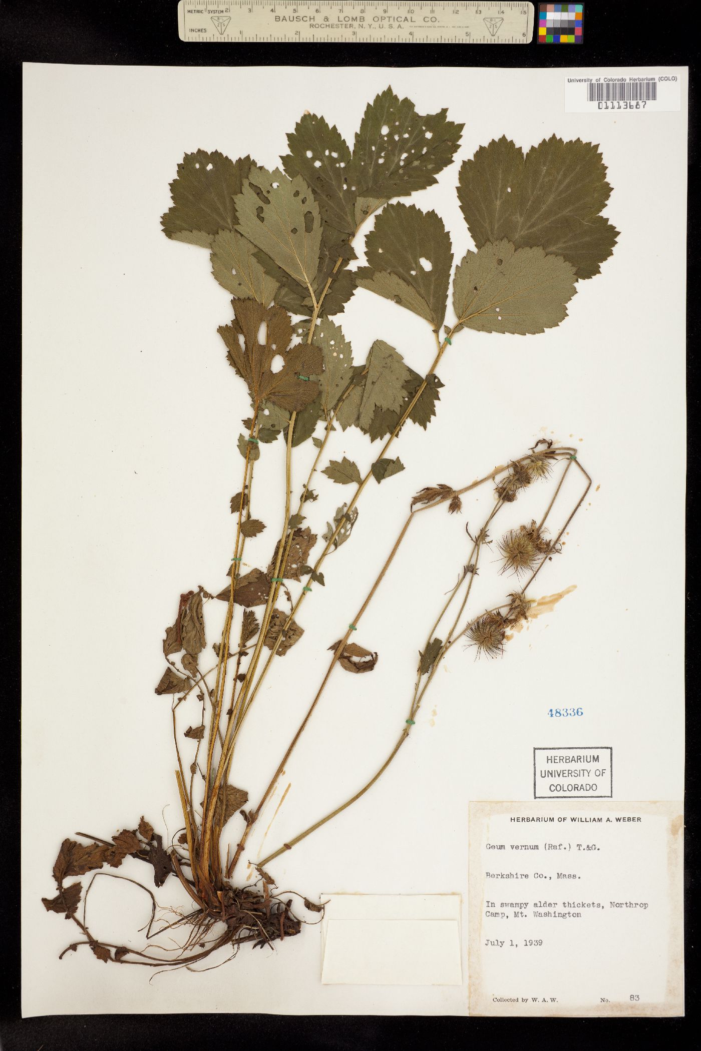 Geum vernum image