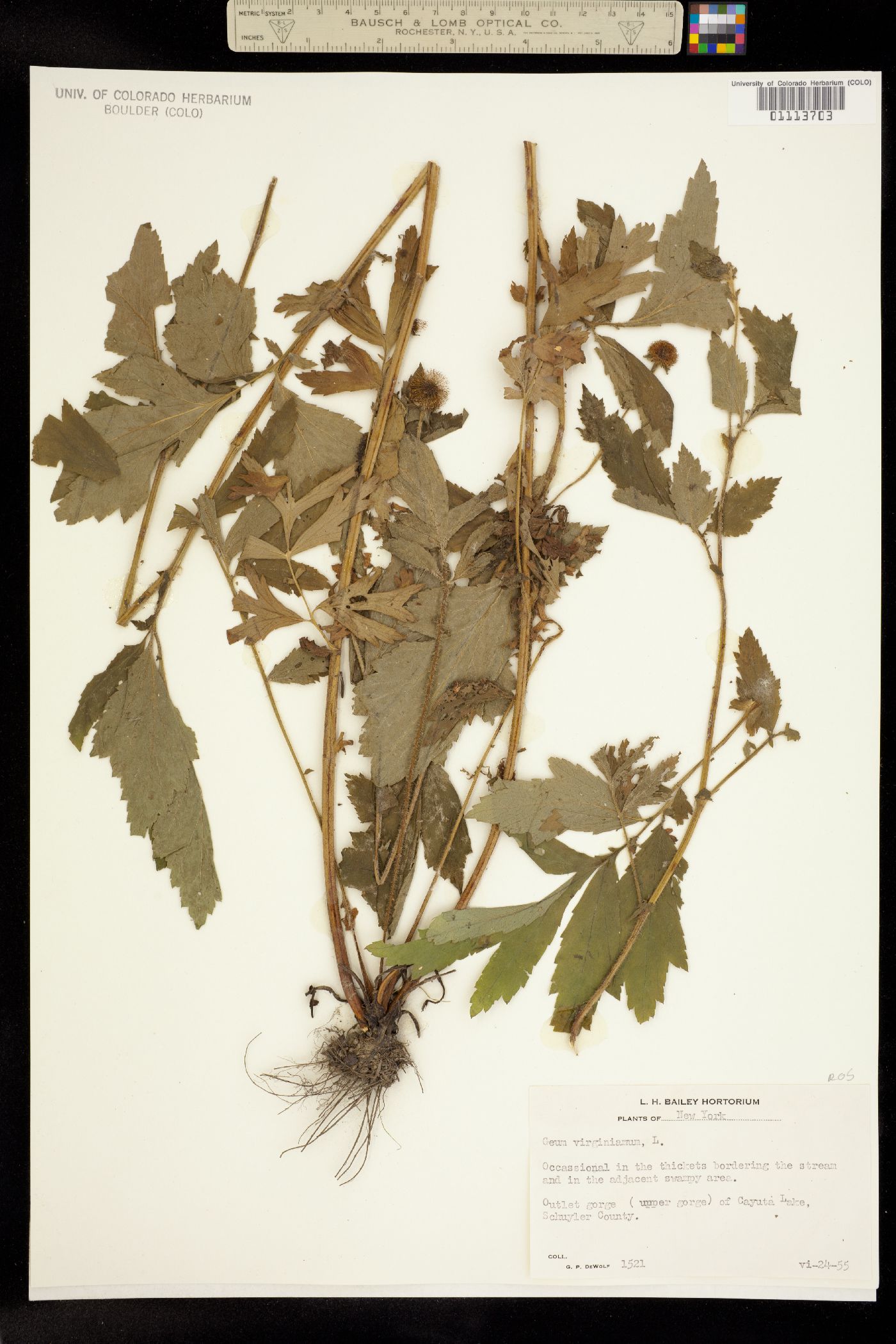 Geum virginianum image