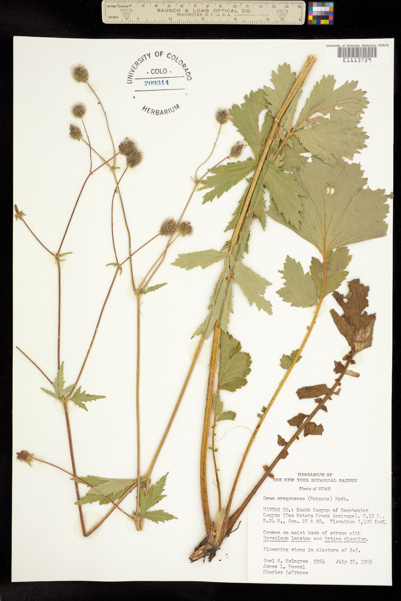 Geum macrophyllum var. perincisum image