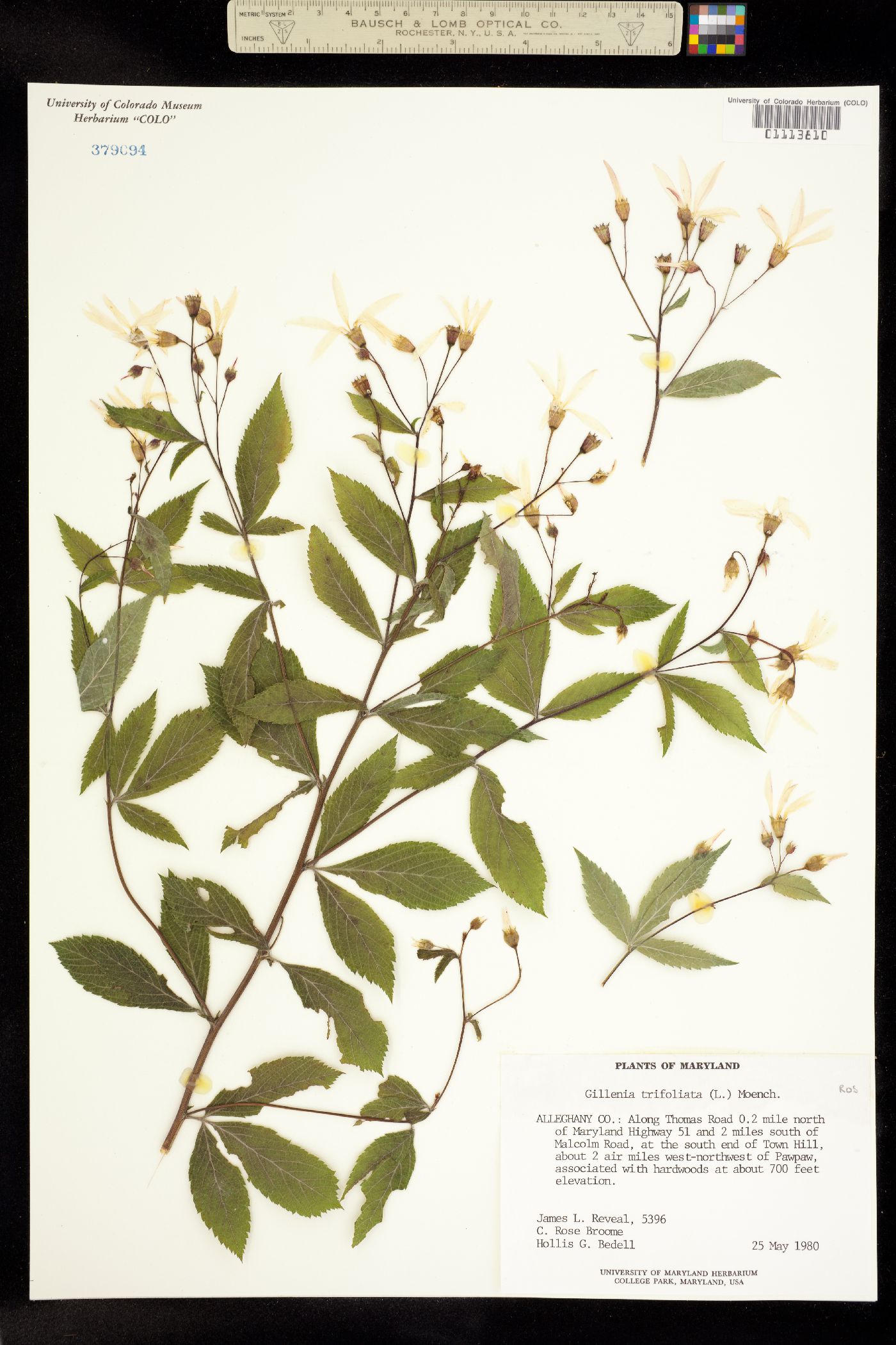 Gillenia trifoliata image