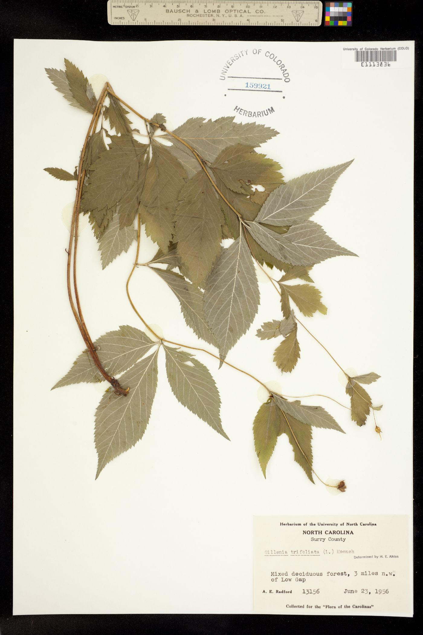 Gillenia trifoliata image