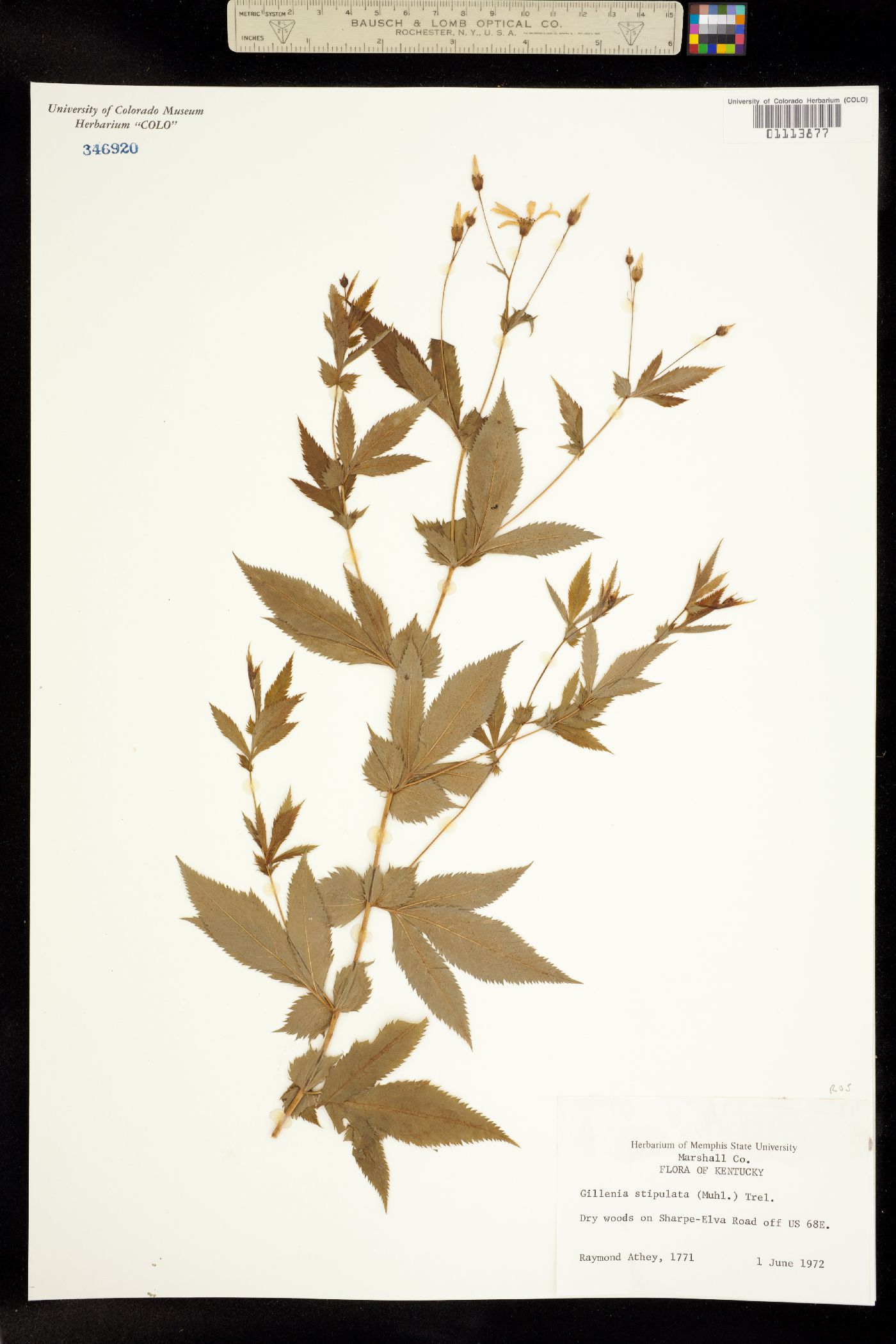 Gillenia stipulata image
